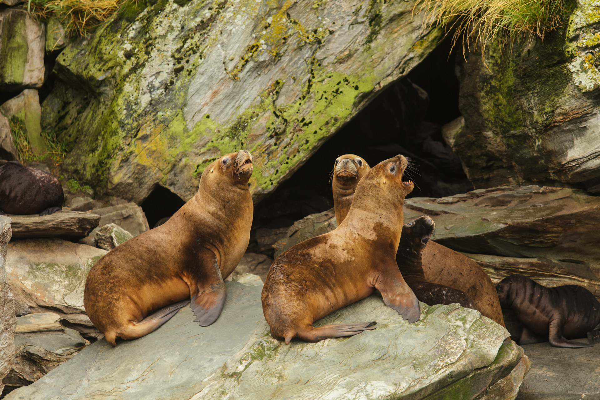 Lobos marinos, Tierra del Fuego, Chile