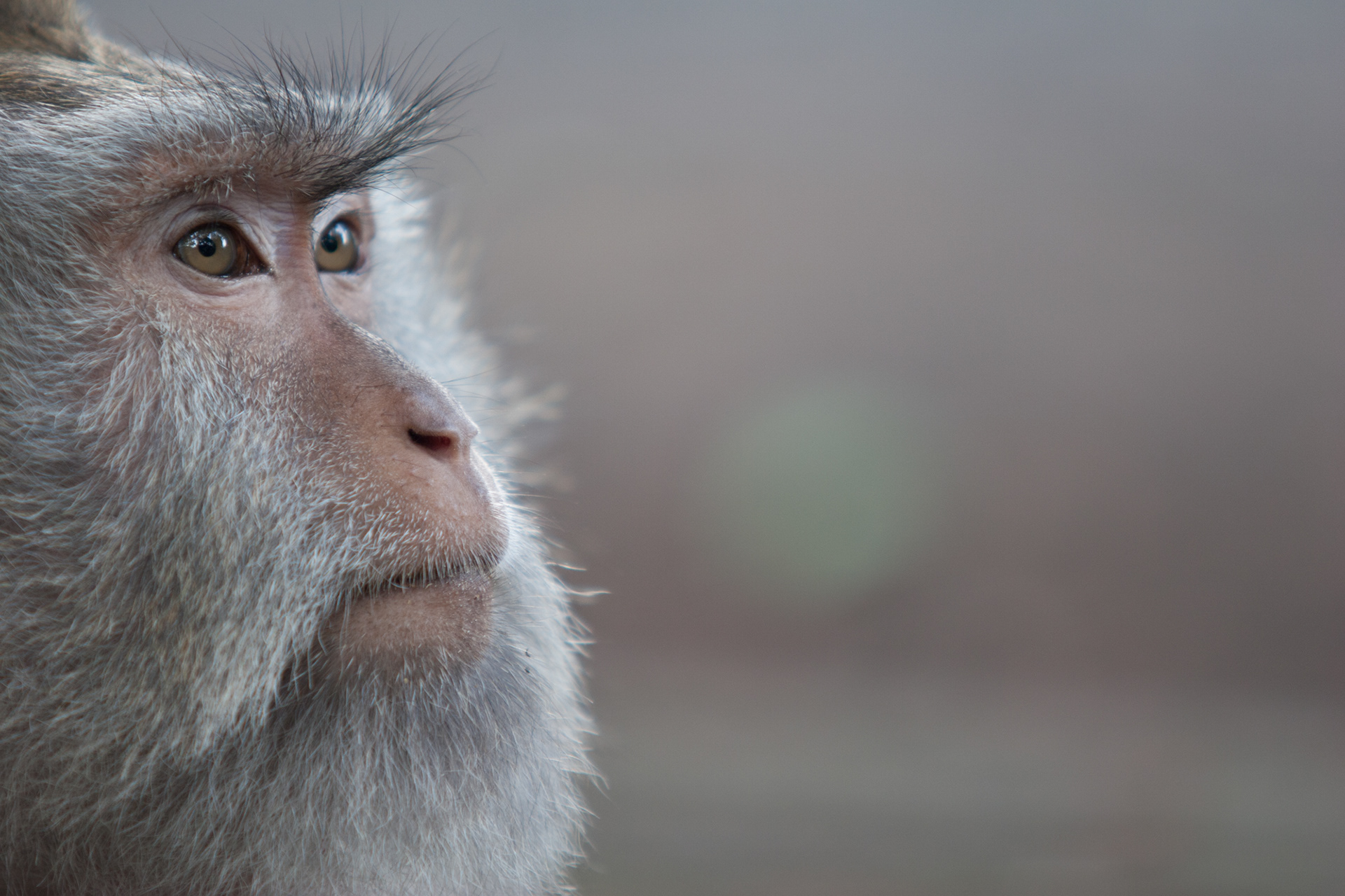 Monkey Forest, Bali, Indonesia