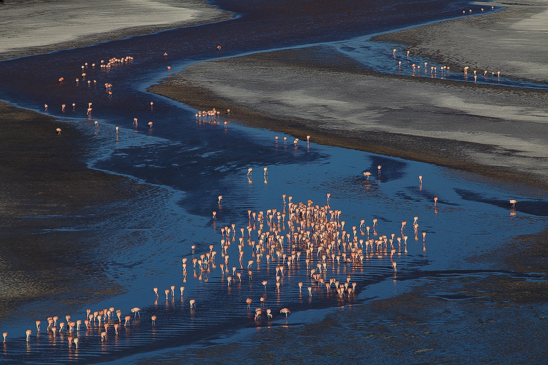Flamingos, Laguna Colorado, Bolívia