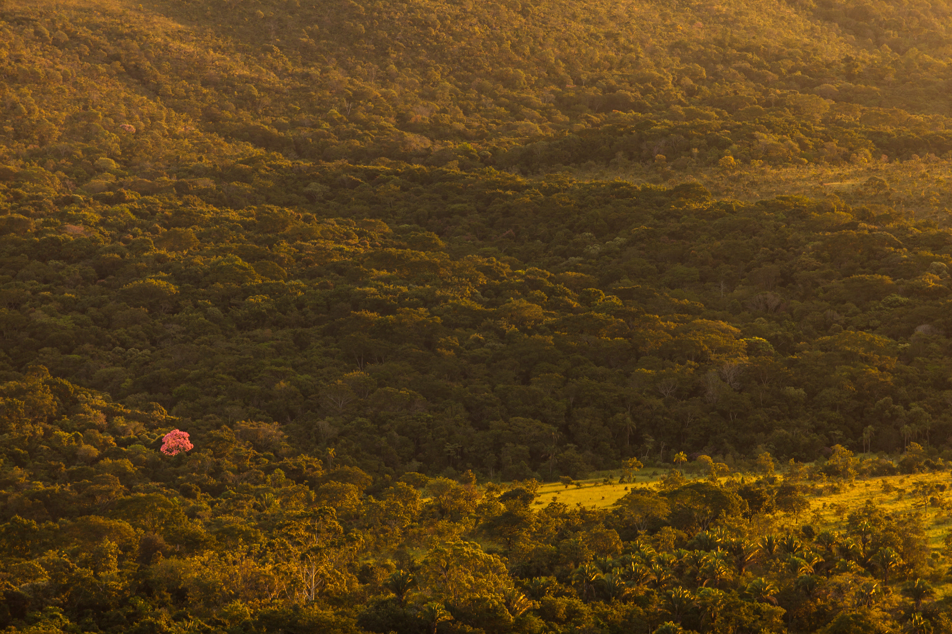 Ipê solitário, Parque Estadual dos Pirineus, Brasil