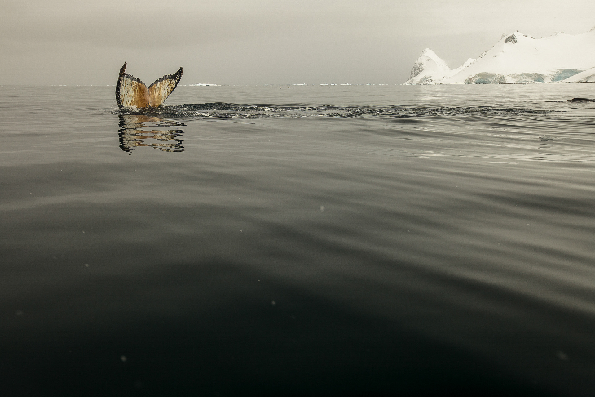 Baleia jubarte em seu habitat de paz, Antártica