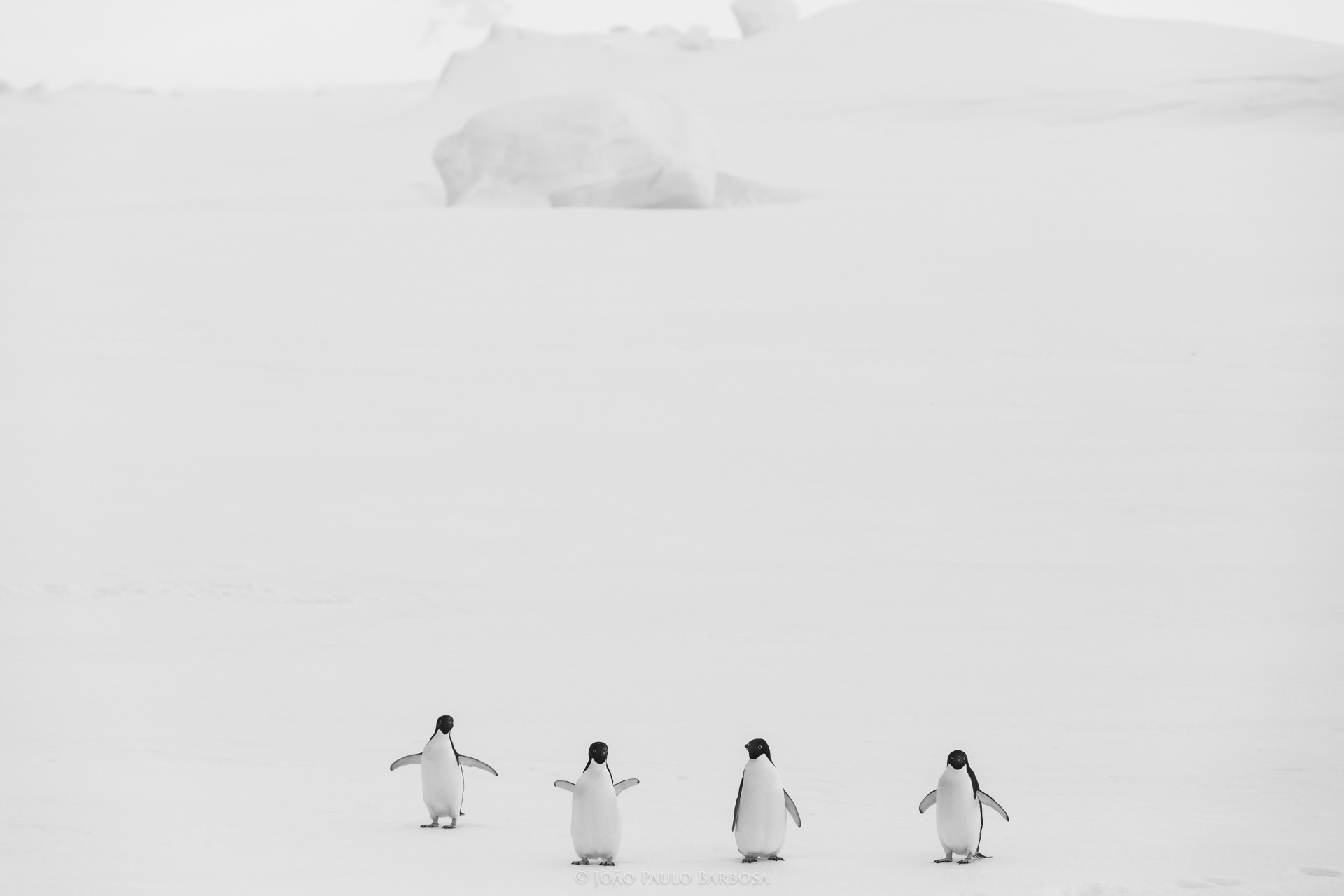The Beatles of the South, Antarctica