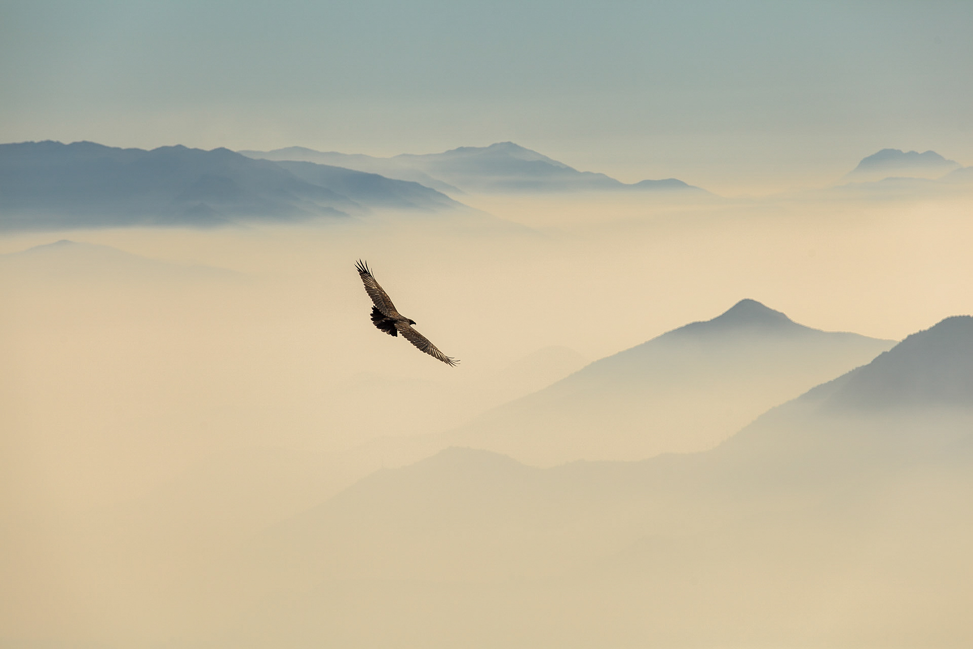 El vuelo del cóndor, Andes centrales, Chile