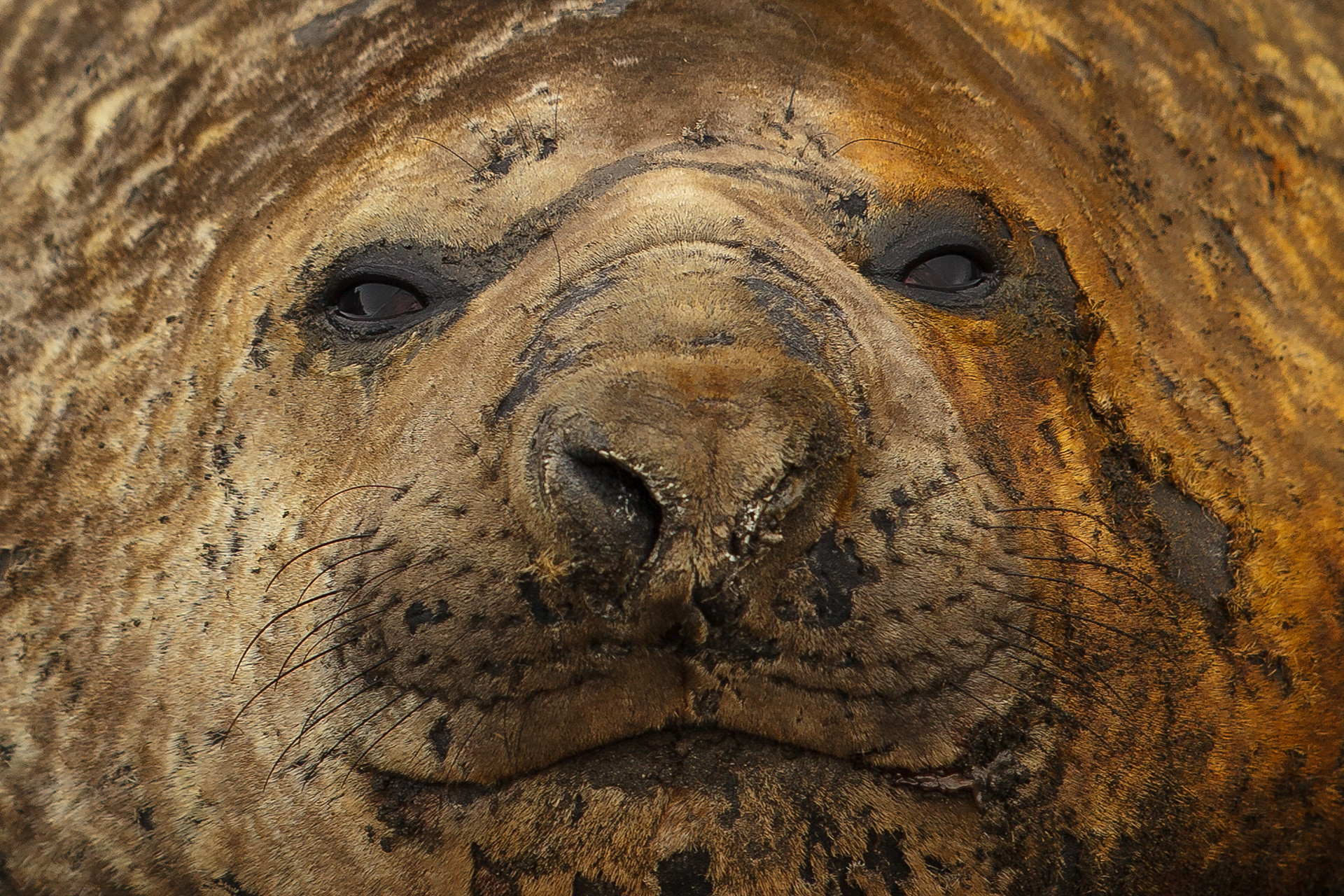 O retrato do elefante-marinho, Ilhas Shetland, Antártica