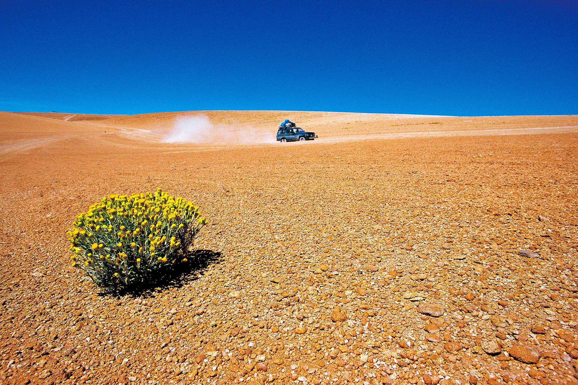 The lonely desert flower, Bolívia