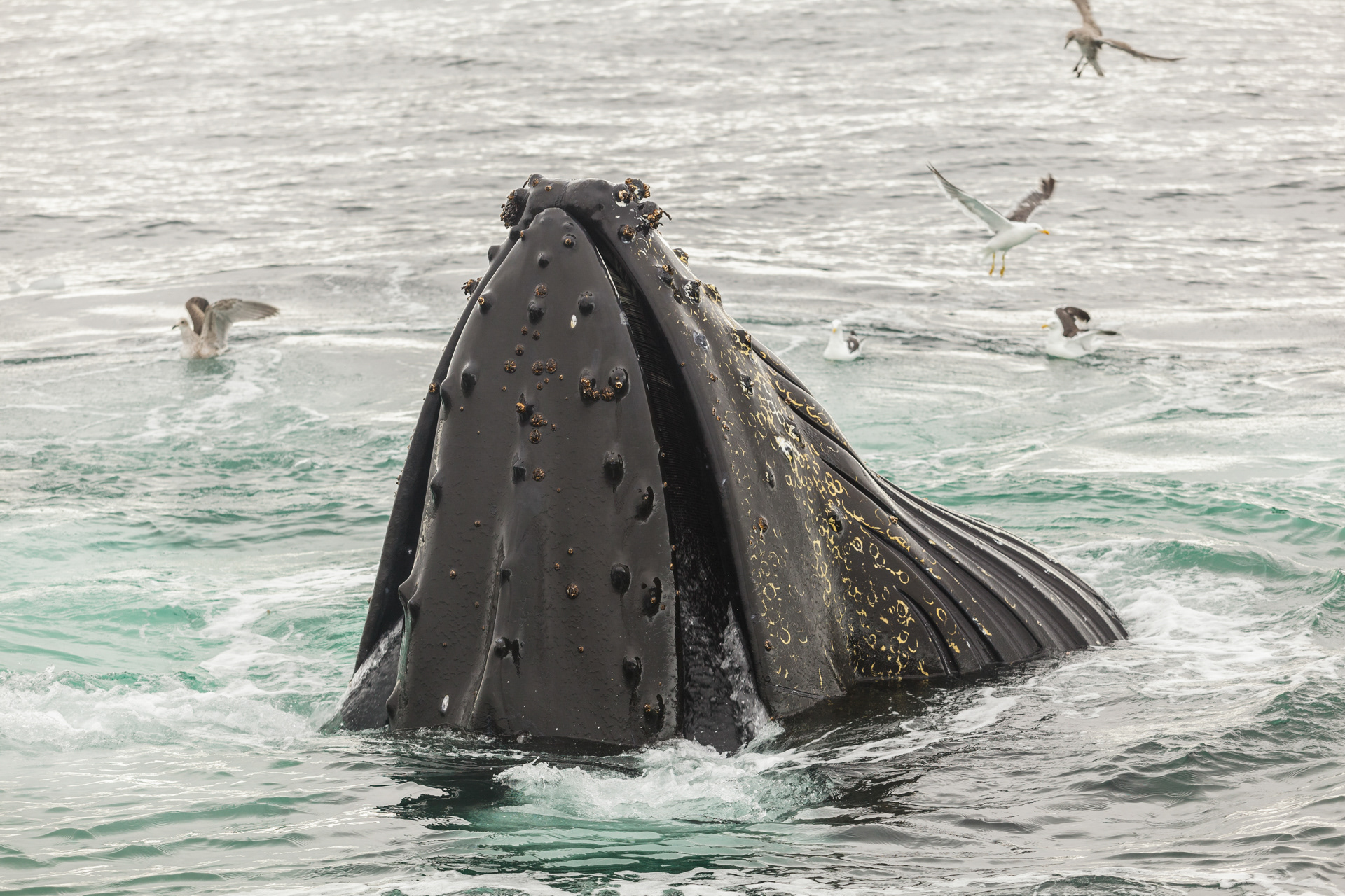 "Full of krill", Humpback whale, Antártica