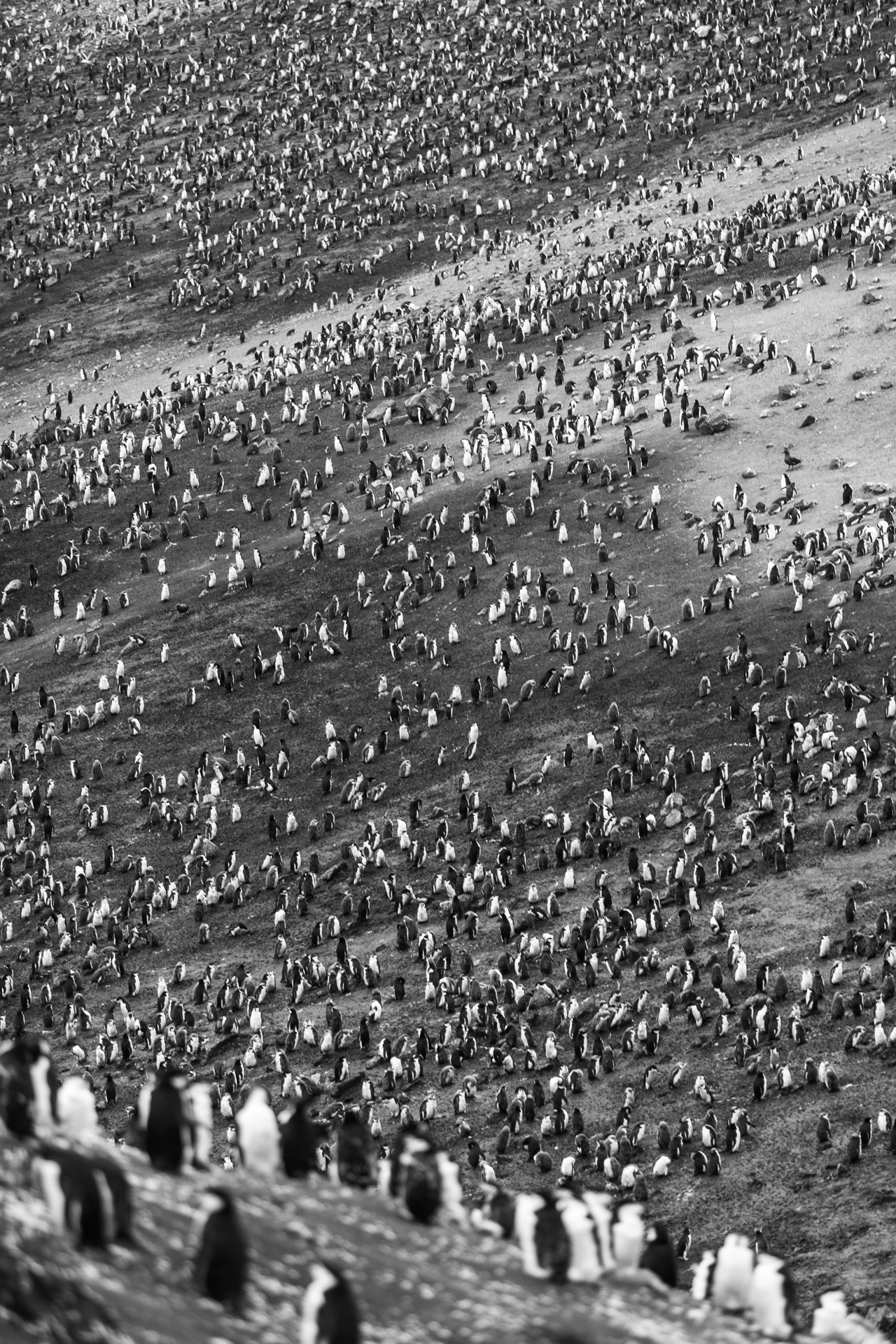 Colônia de pinguins-de-barbicha, Ilha Deception, Antártica