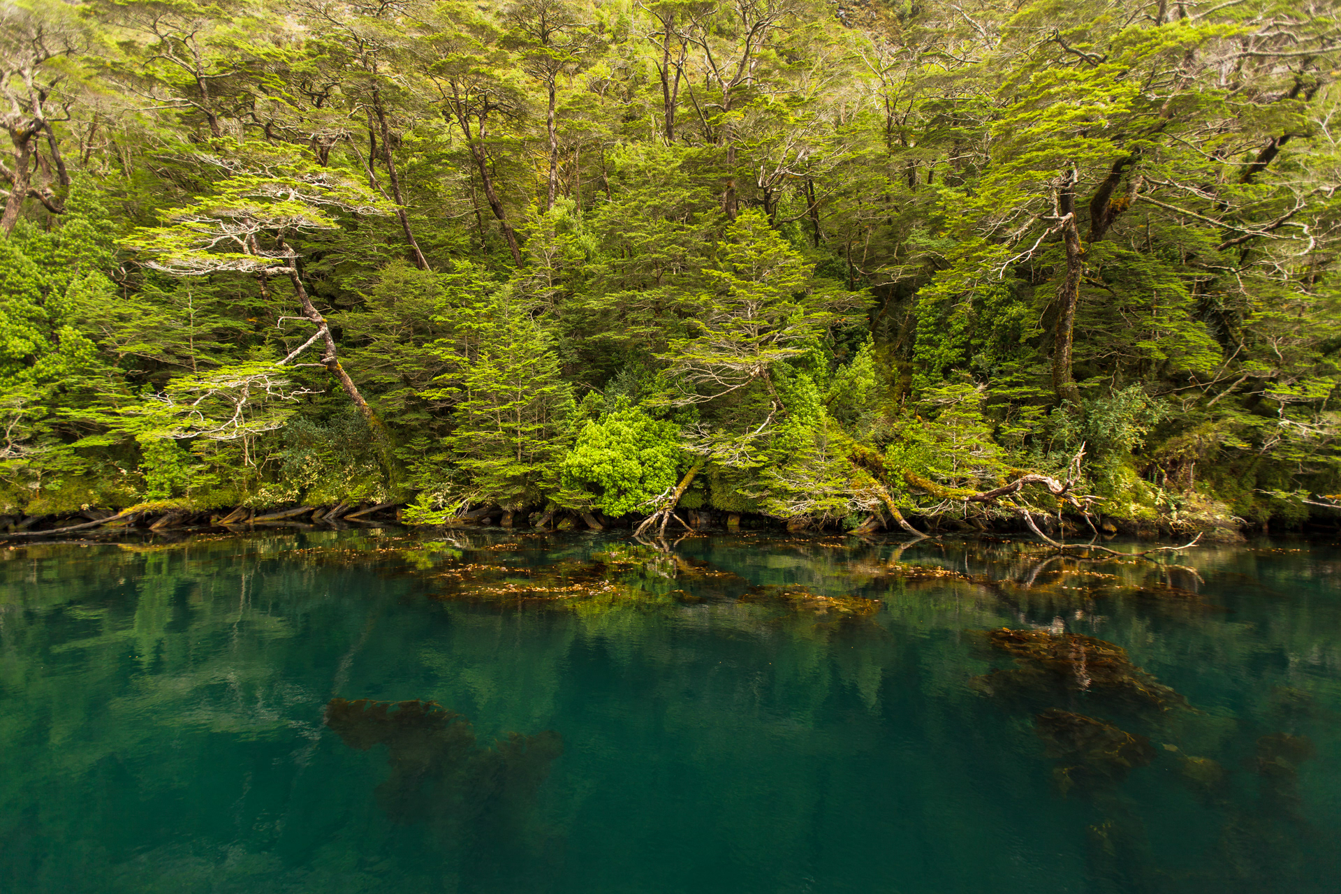 Jardim aquático, Terra do Fogo, Chile