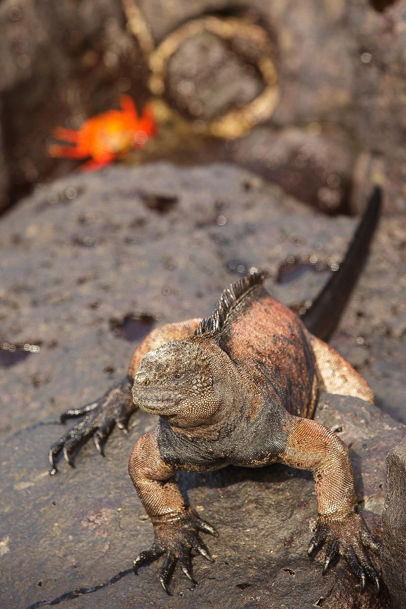 Iguana, Ilhas Galápagos, Equador