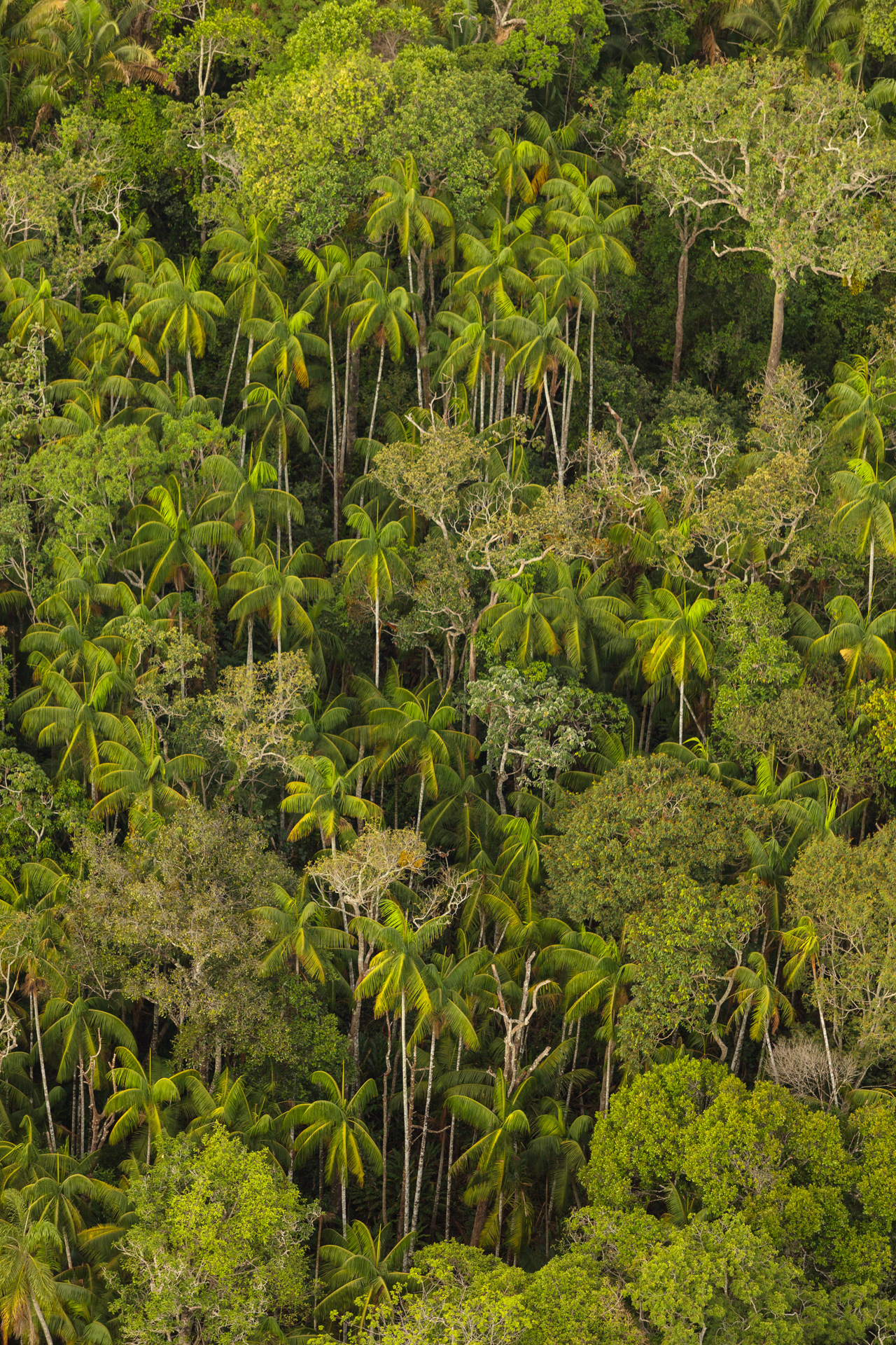 Floresta de Cerrado Vista de um Balão, Chapada dos Veadeiros, Brasil