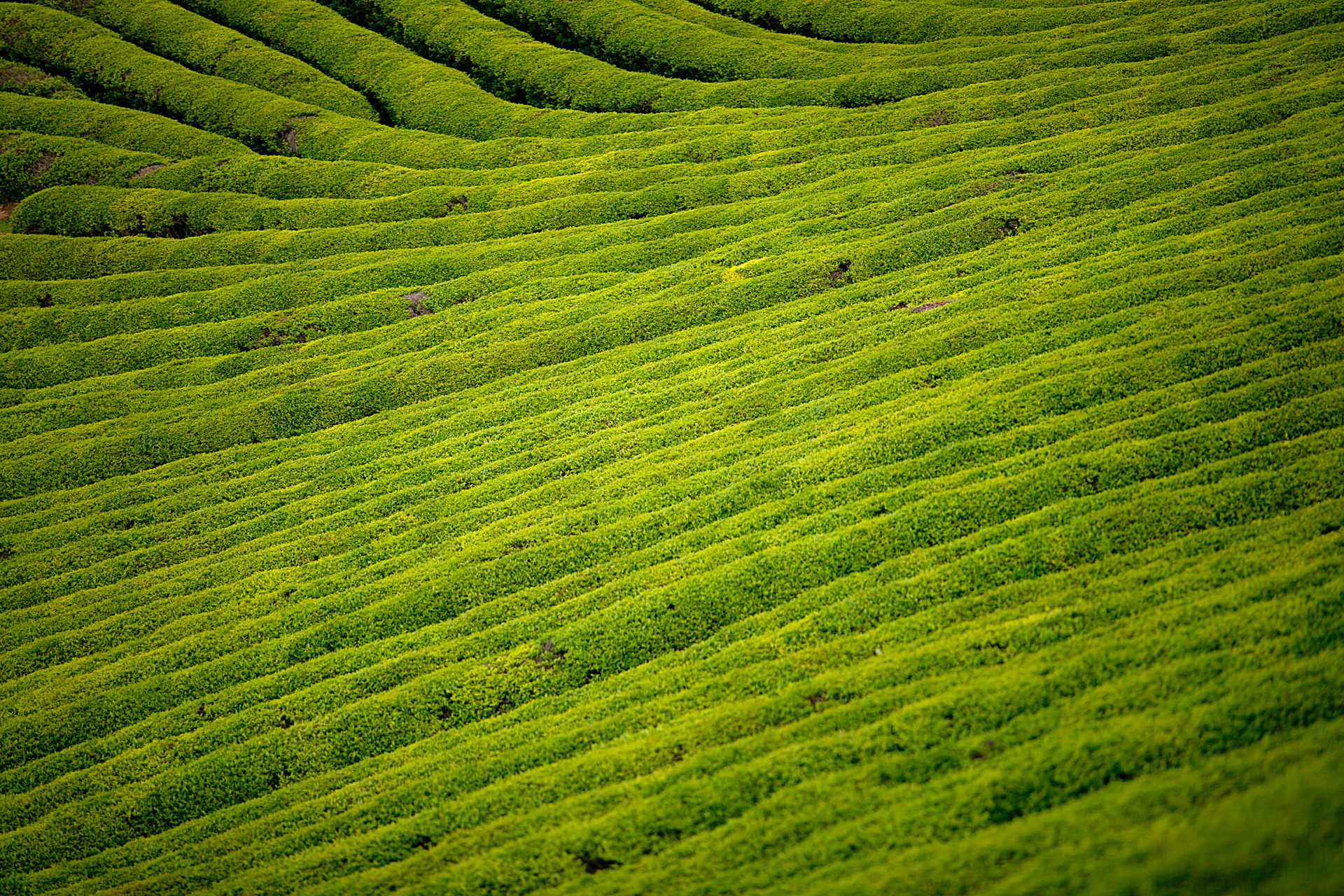 Plantação de chá, Coreia do Sul