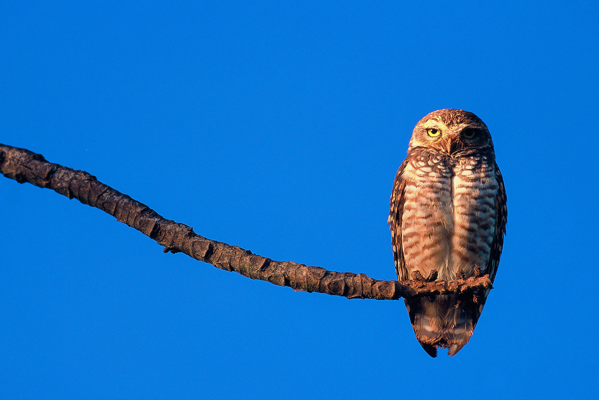 Coruja buraqueira zen, Brasília, Brasil