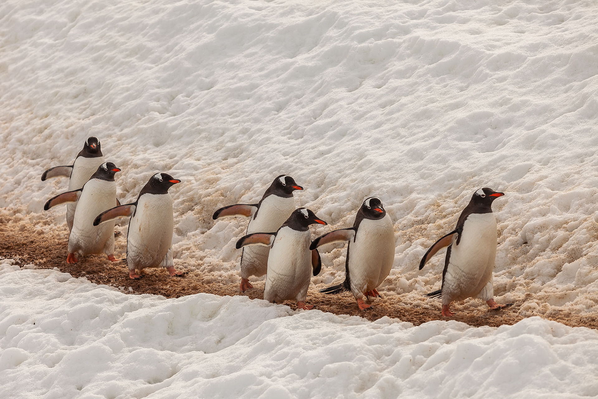 Os sete-anões do gelo, Port Charcot, Antártica