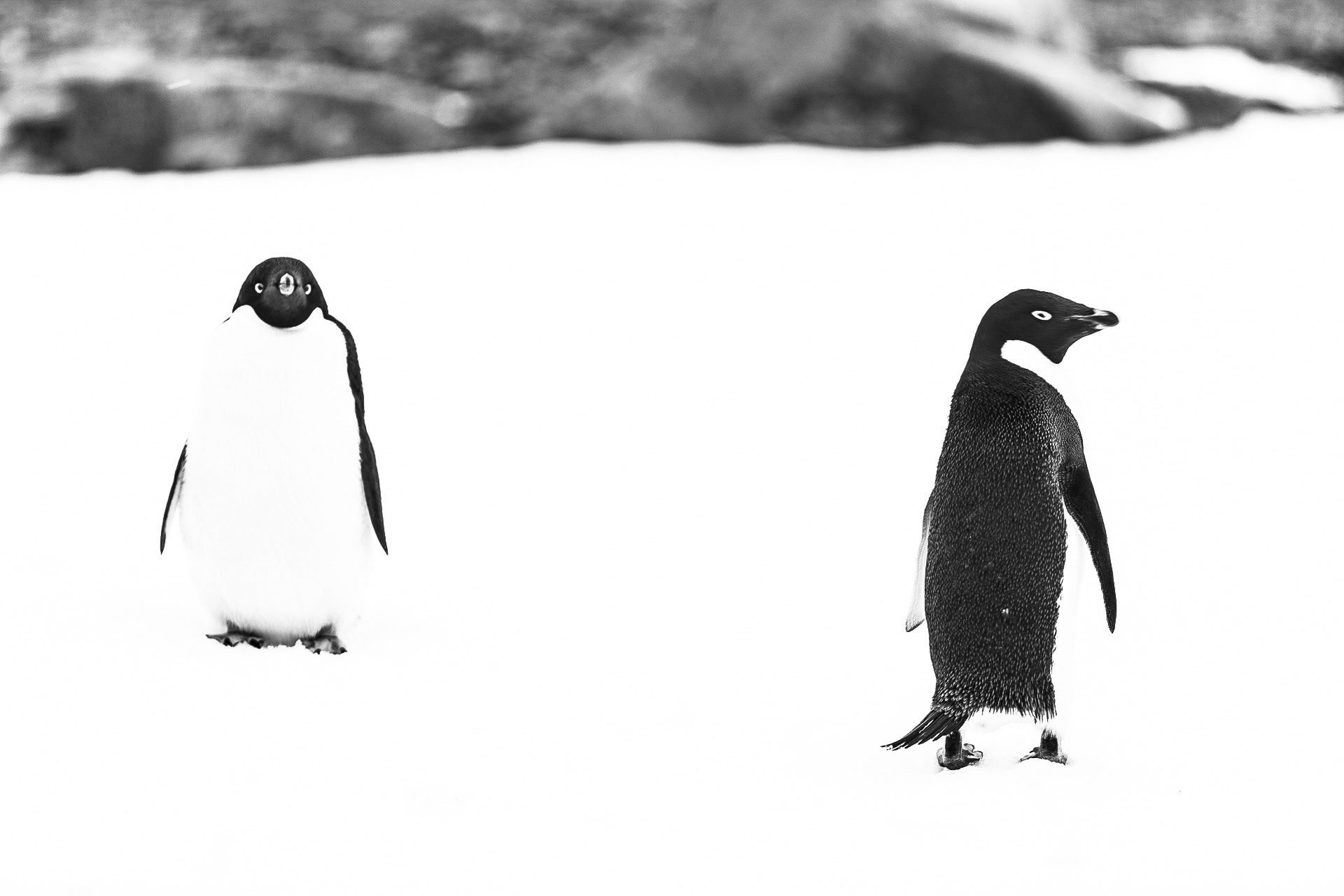 Duplas de pinguins-adélia, Antártica