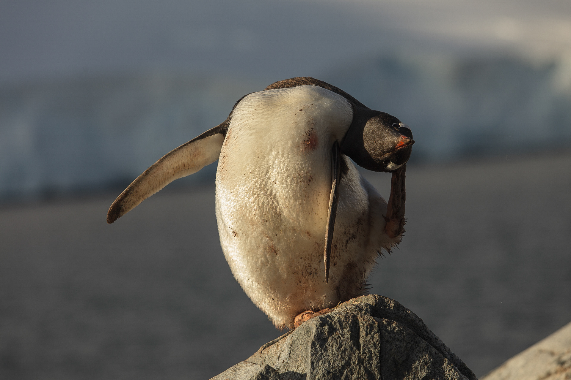 Pinguim-papua, Yelcho, Antártica