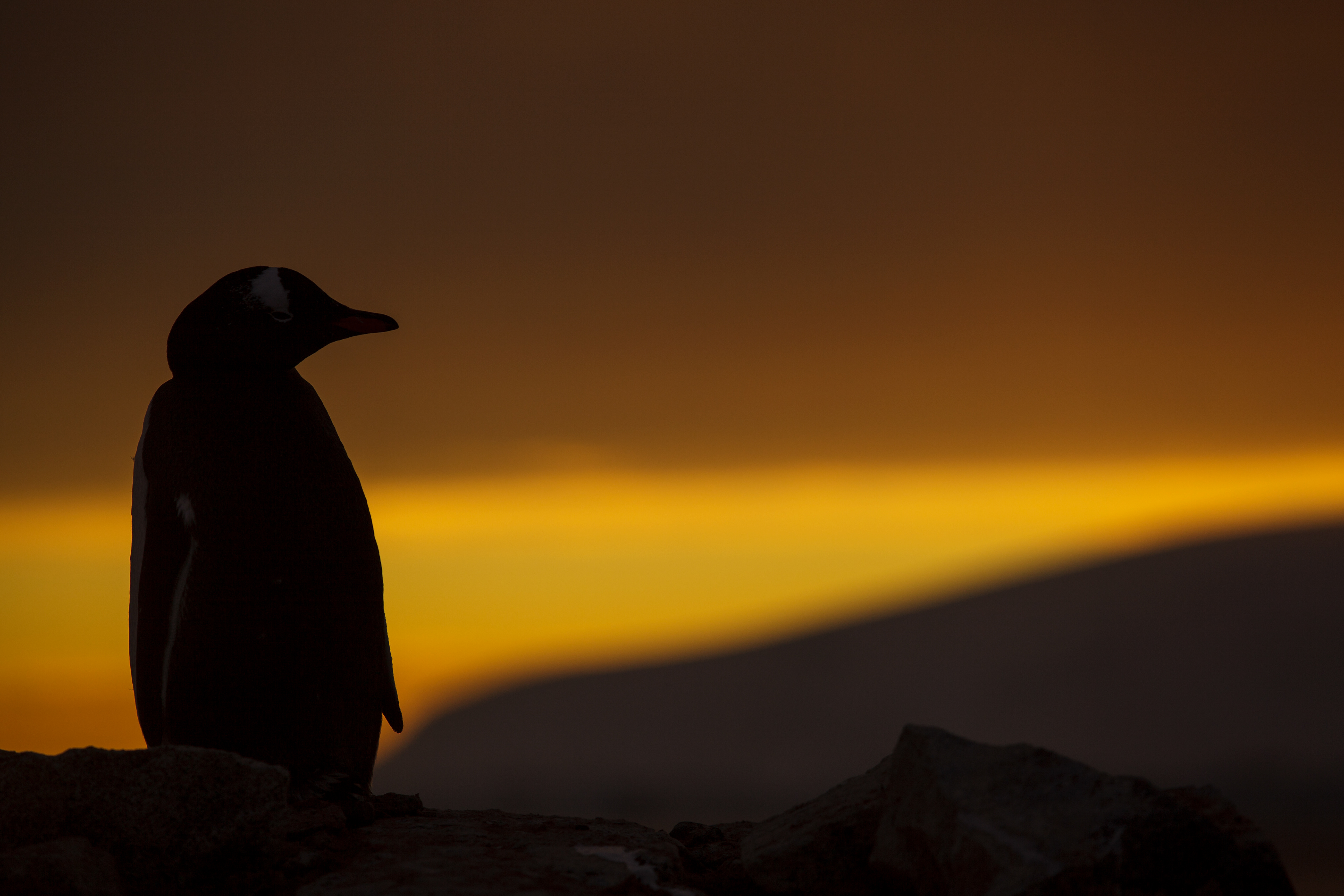 Pinguim-papua à meia-noite, Ilha Wiencke, Antártica