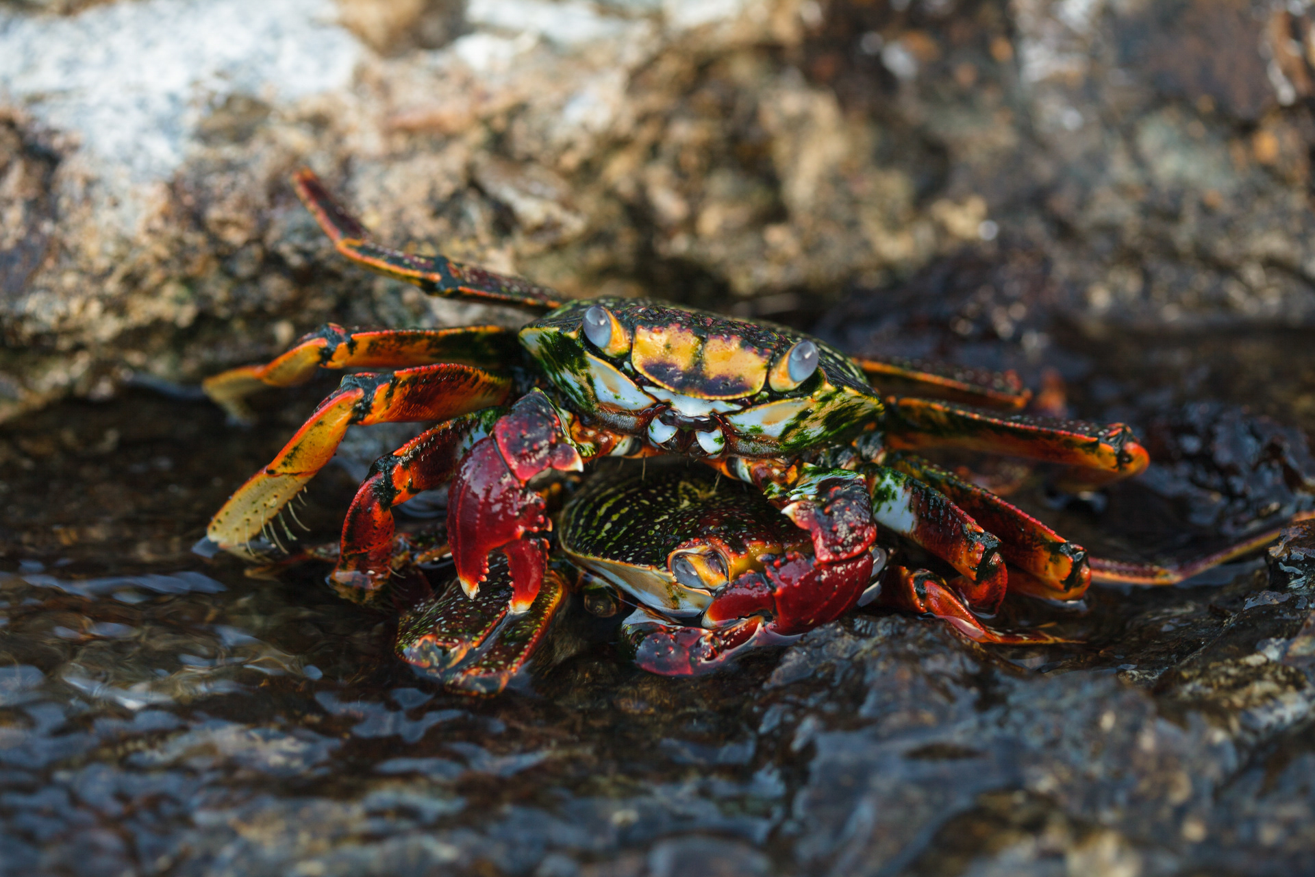 A cópula dos caranguejos, Arquipélago de São Pedro e São Paulo