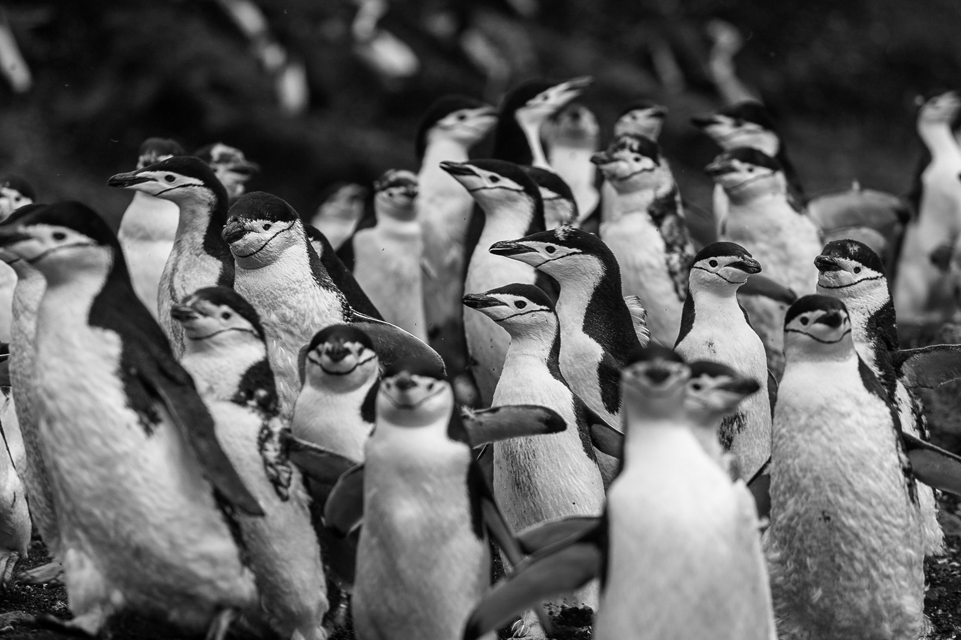 Pinguins-de-barbicha, Ilha Deception, Antártica