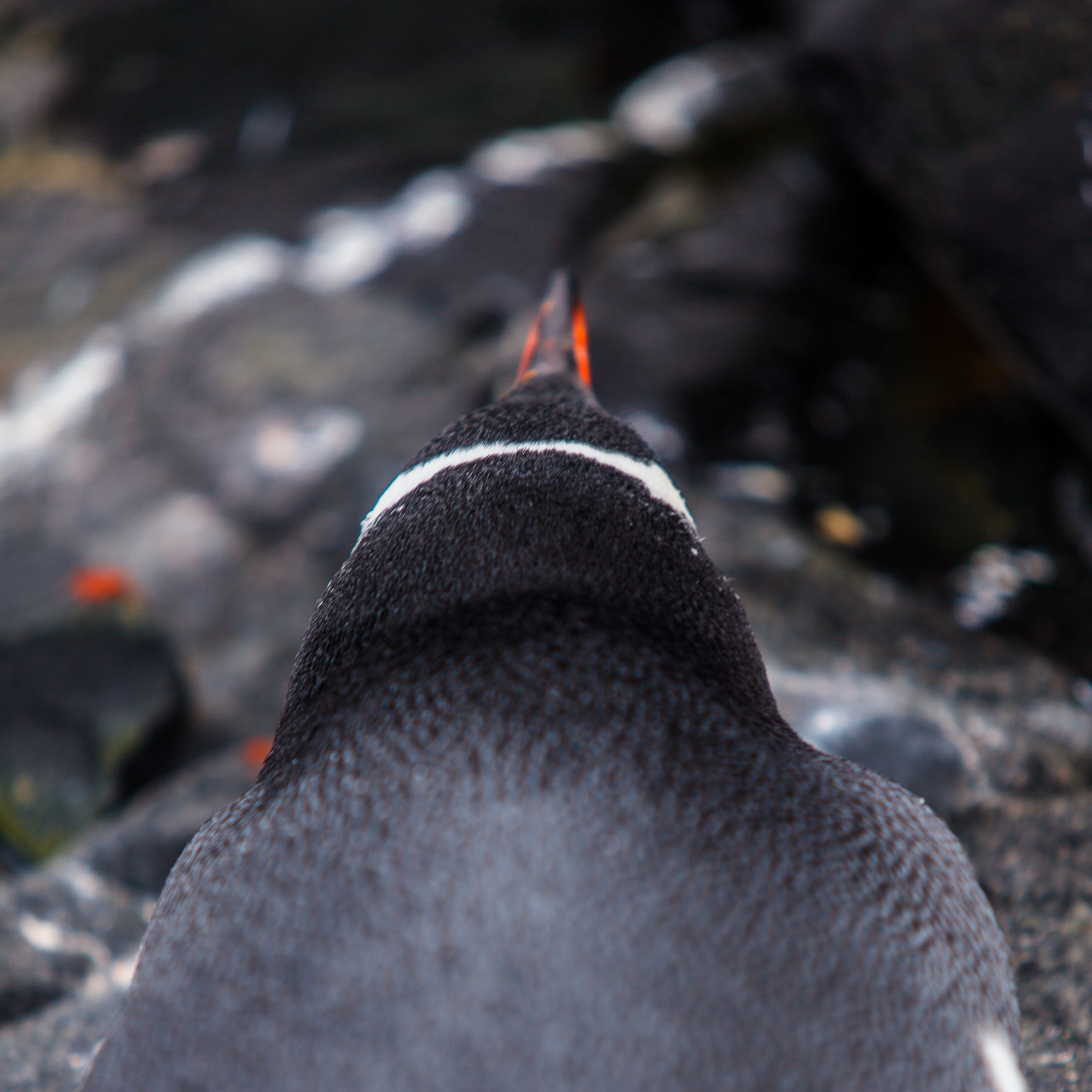 A solitude do pinguim-papua, Antártica