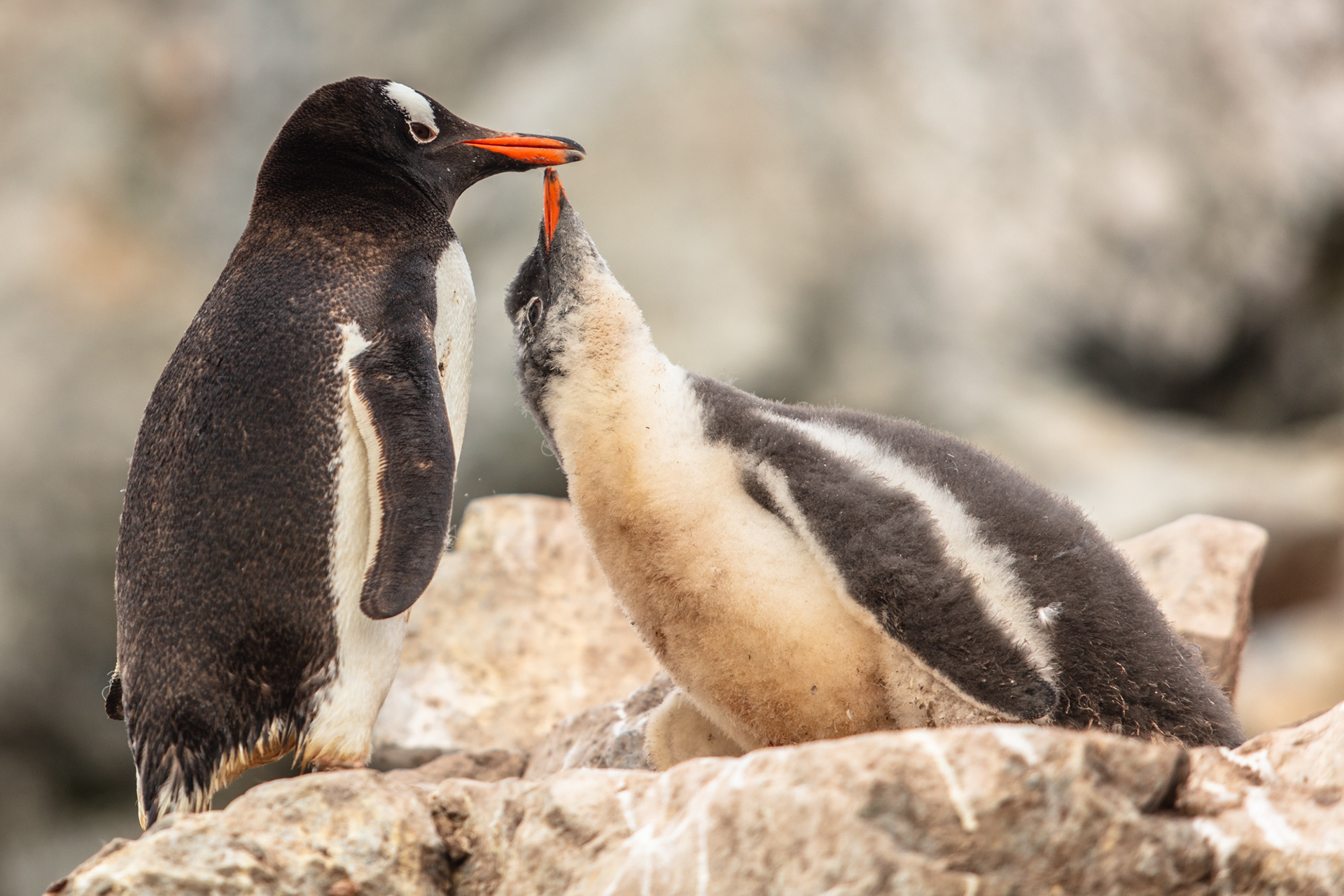 Mãe e filhote de pinguim-papua, Antártica