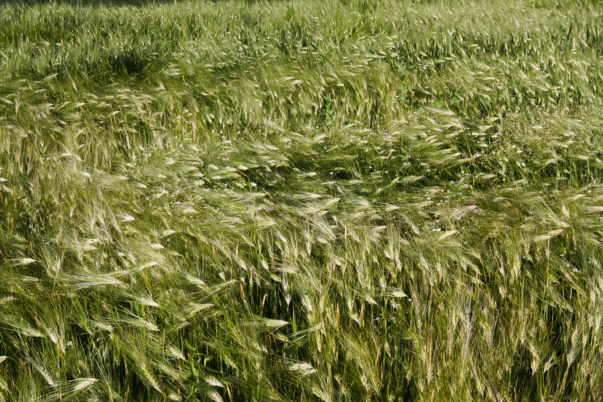 Trigal das alturas do Himalaia, Índia