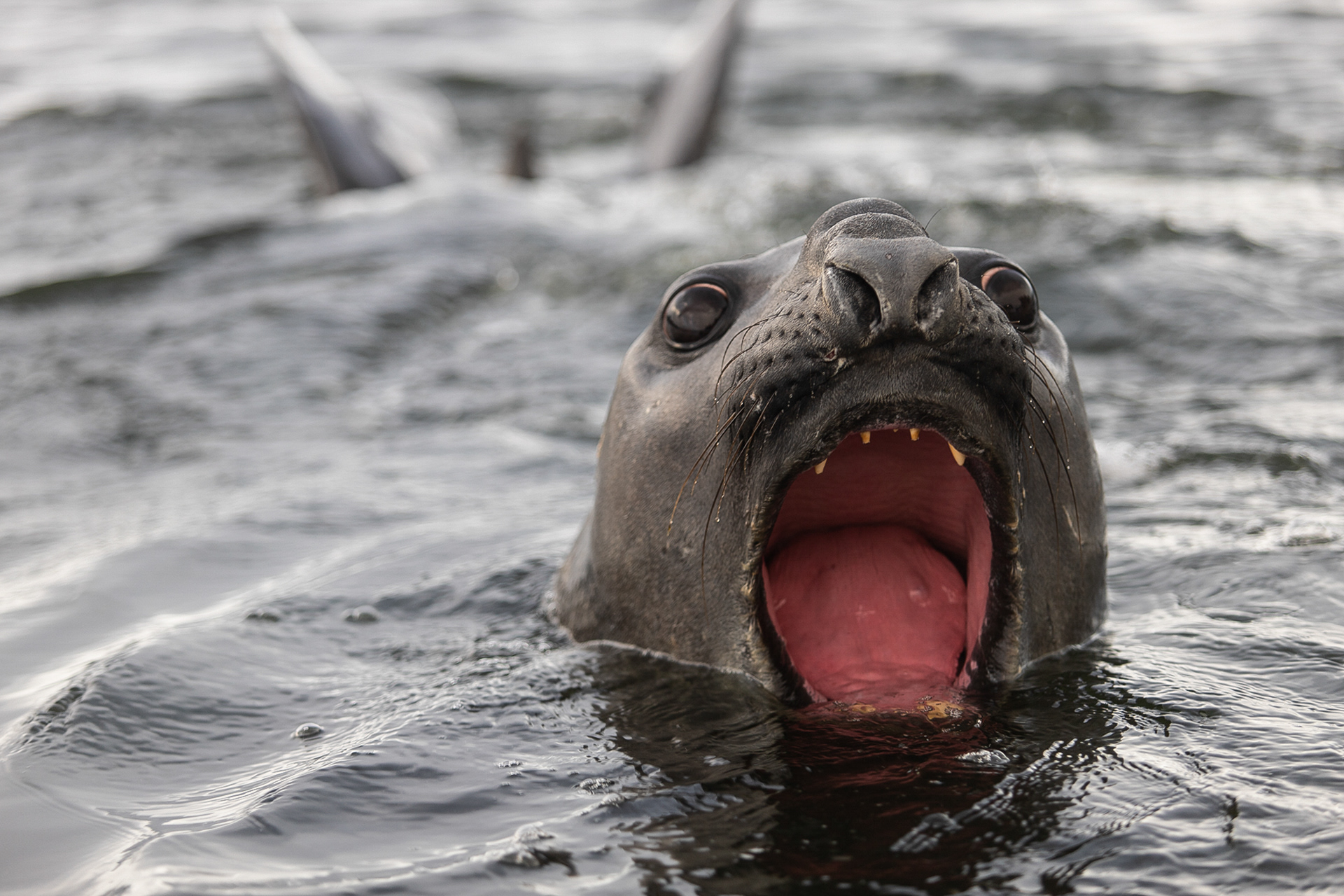 Elefante-marinho, Ilhas Refuge, Antártica