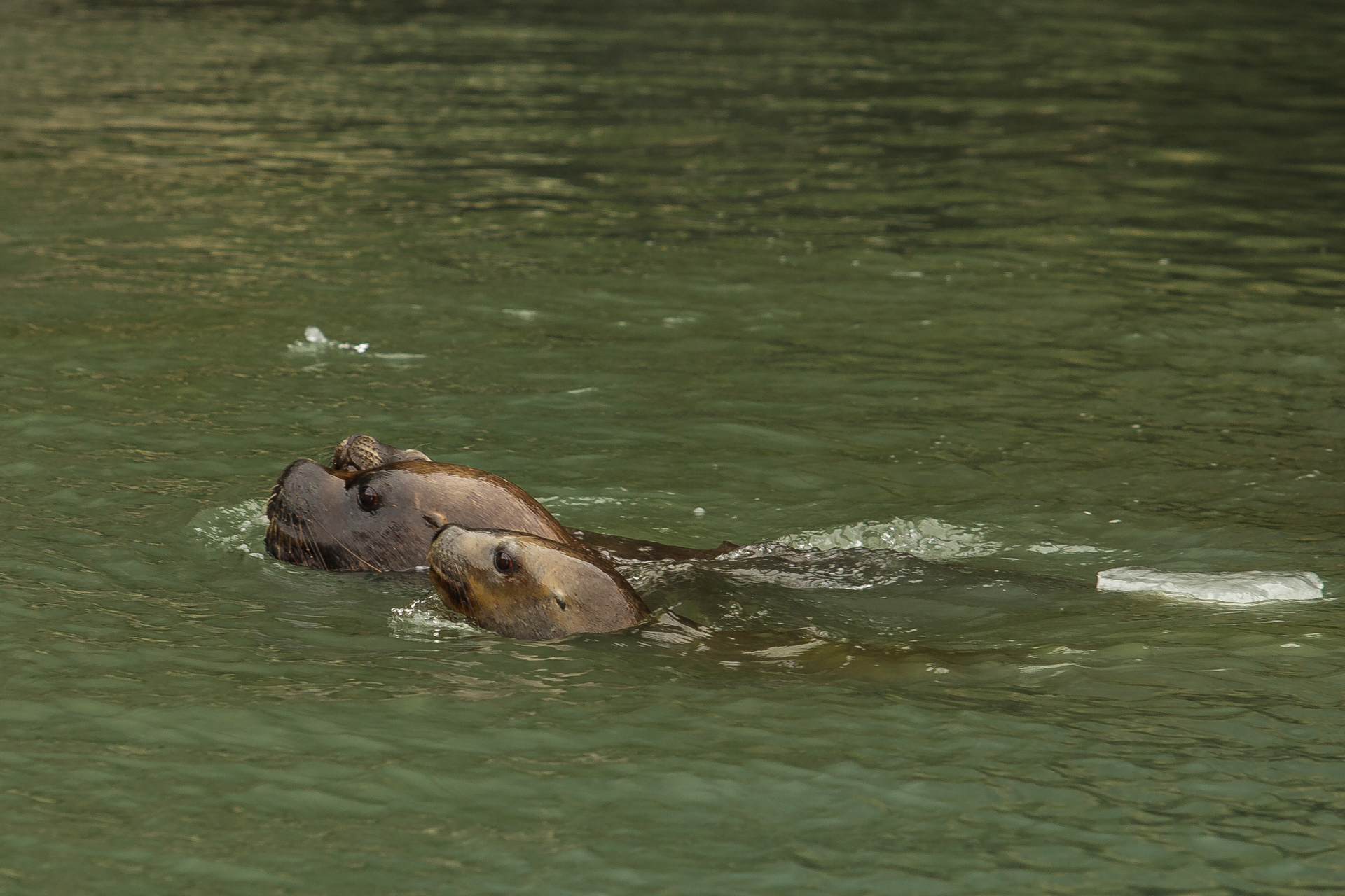 Família de lobos marinhos nada no canal de Beagle, Chile