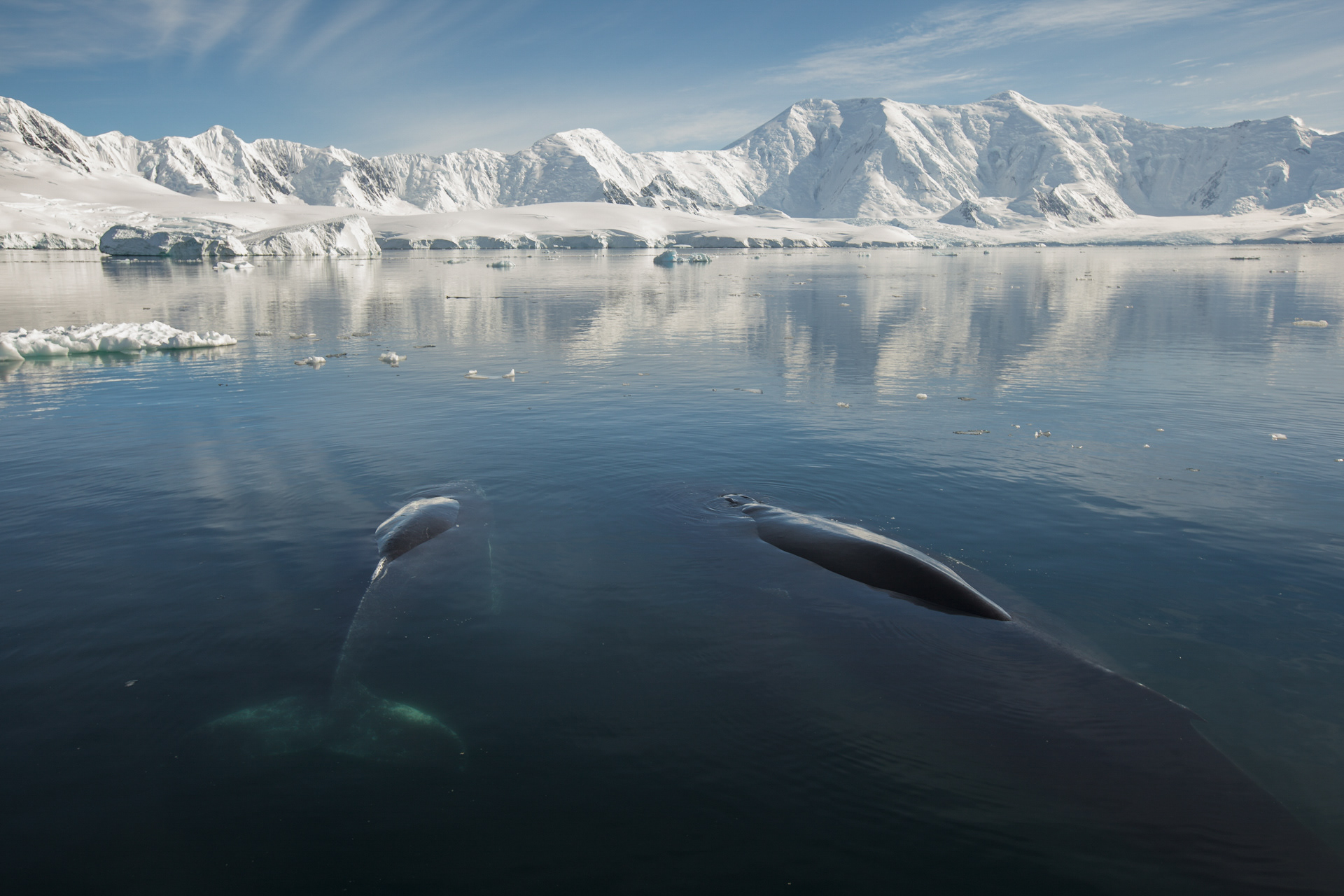 Mãe jubarte e sua cria, Baía Dorian, Antártica