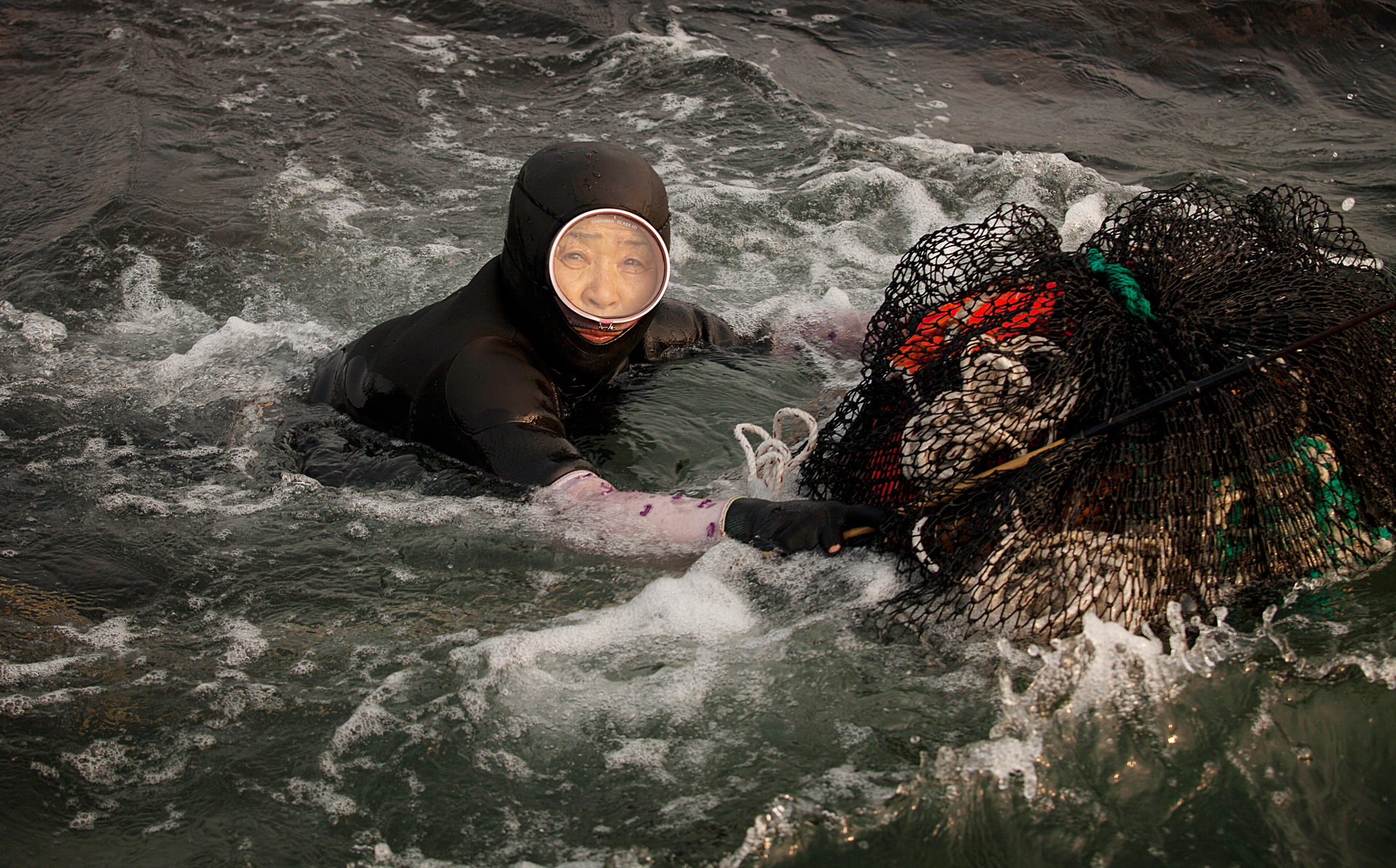 Mergulhadora Hayneo, Coreia do Sul