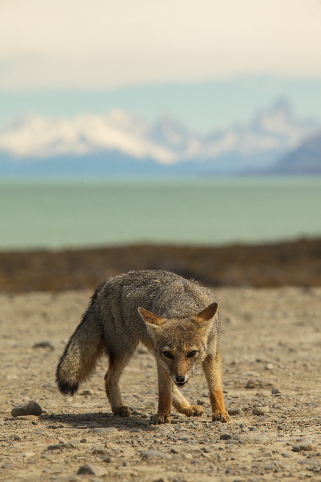 Zorro culpeo, Patagônia, Argentina