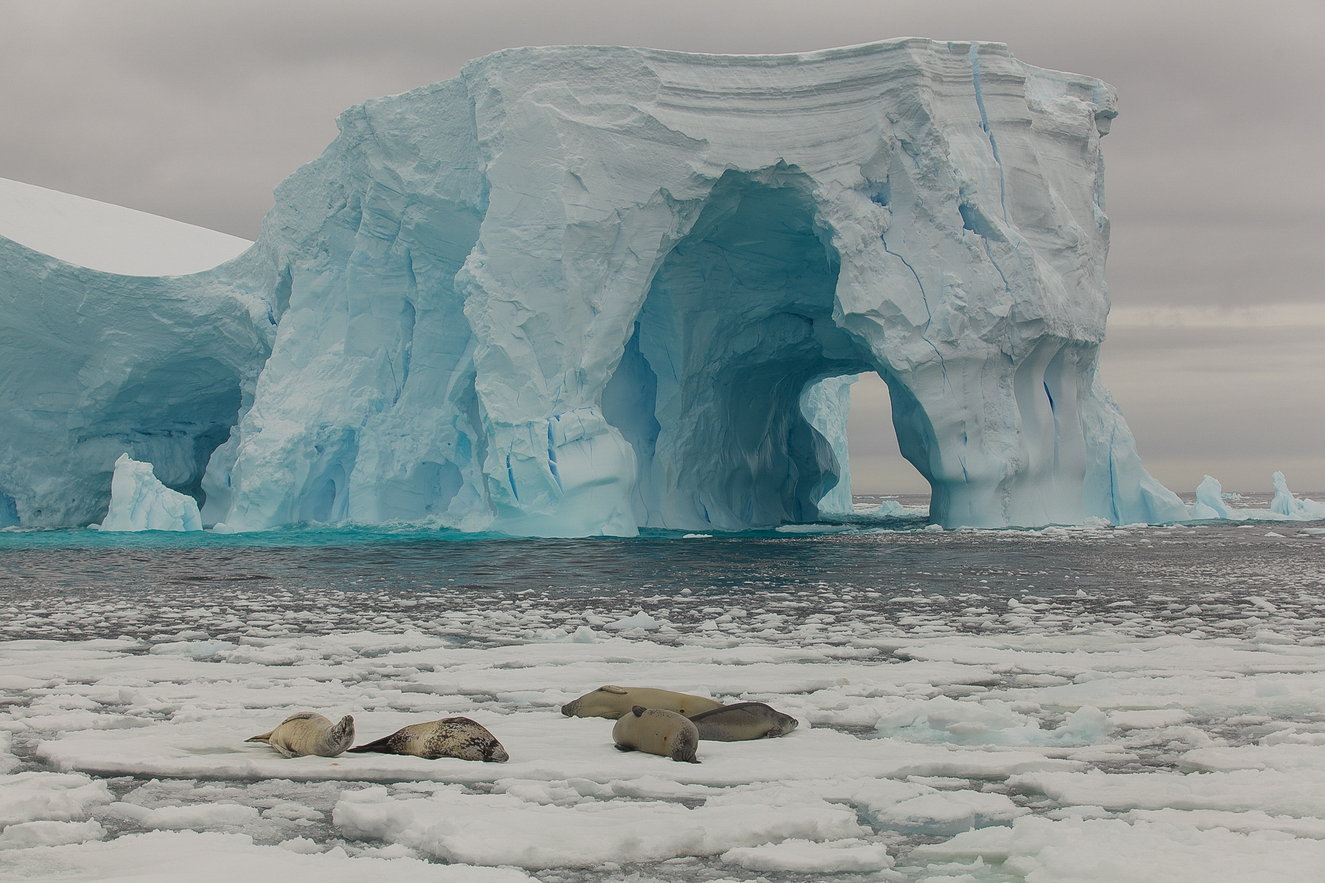 Arco do triunfo das focas, Antártica