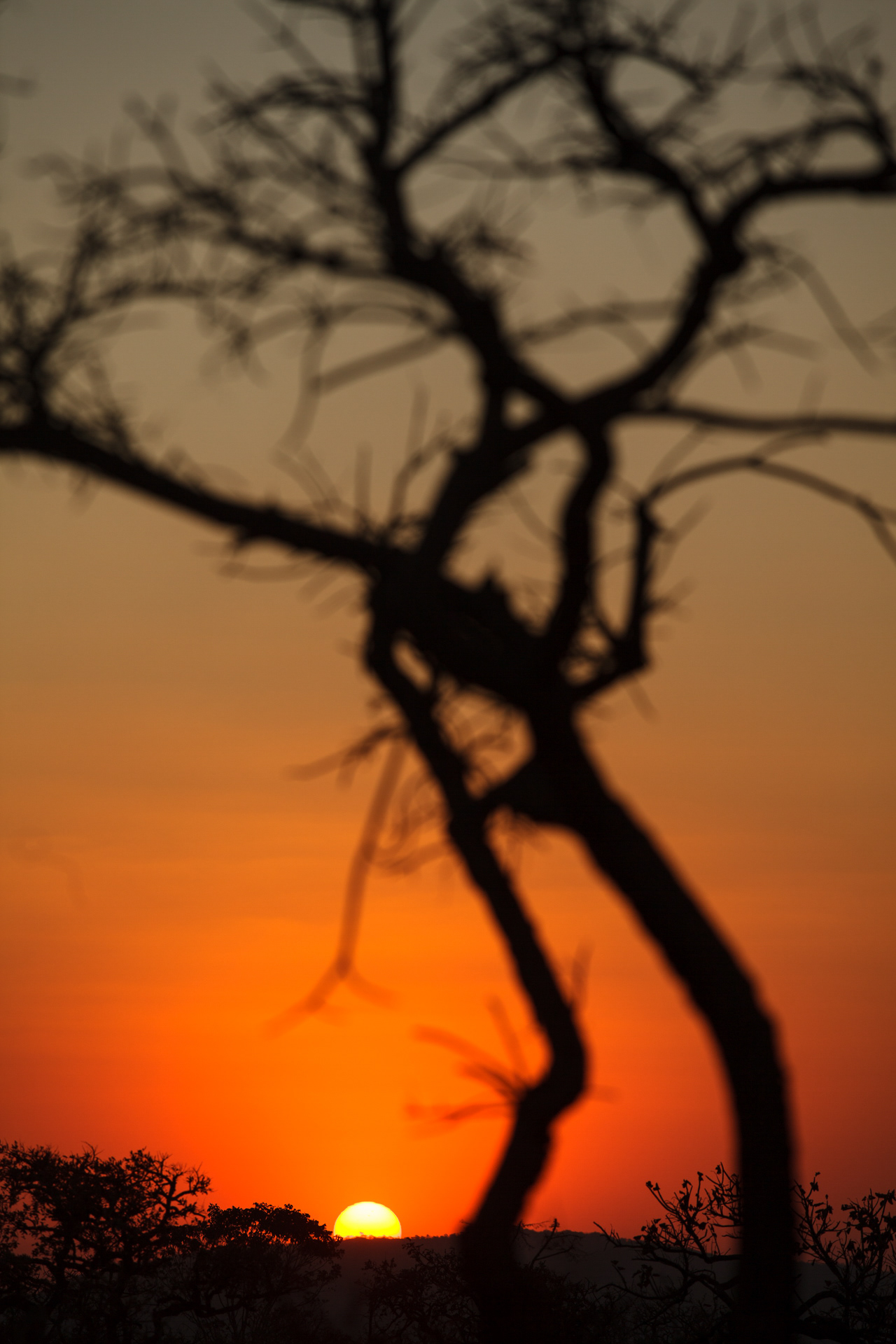 Cerrado e seu céu, Chapada dos Veadeiros, Brasil