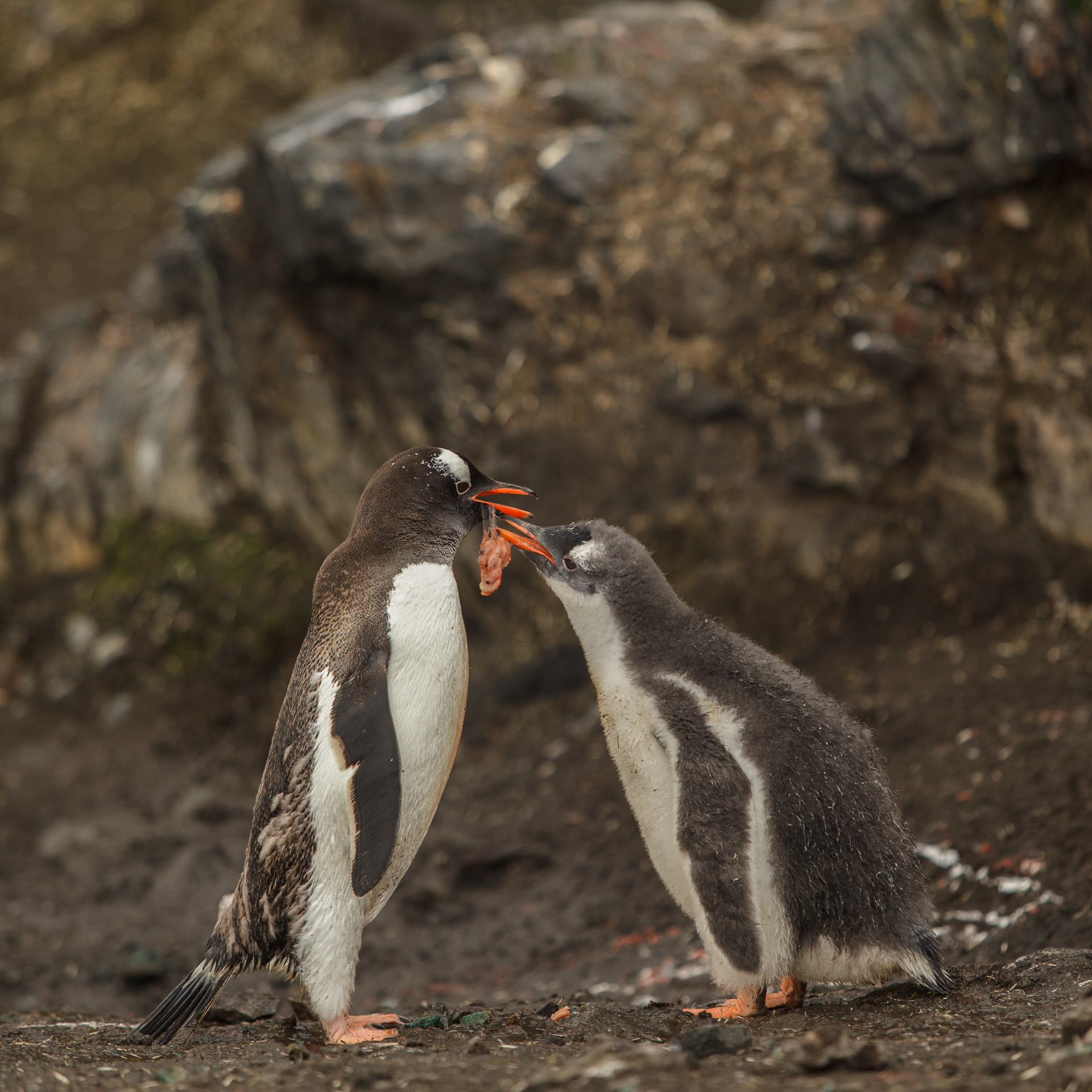 Mãe de pinguim-papua alimenta seu filhote com o Krill, Antártica