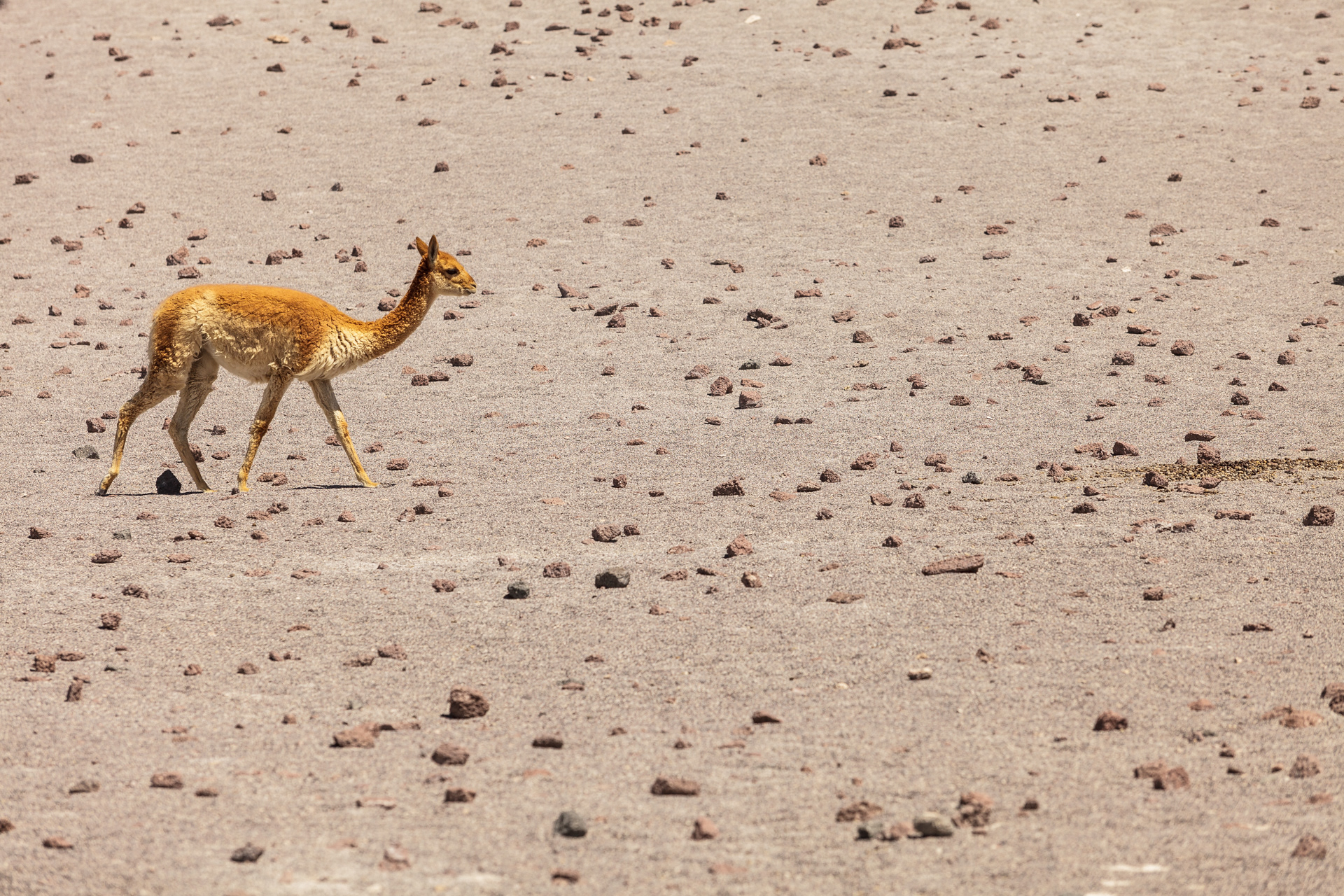 Vicuña, Deserto de Sud Lípez, Bolívia