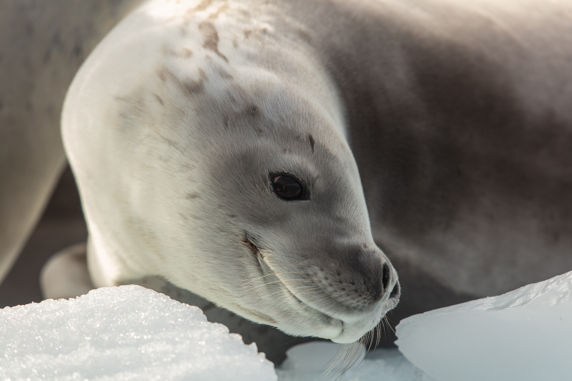 Foca-caranguejeira, Antártica