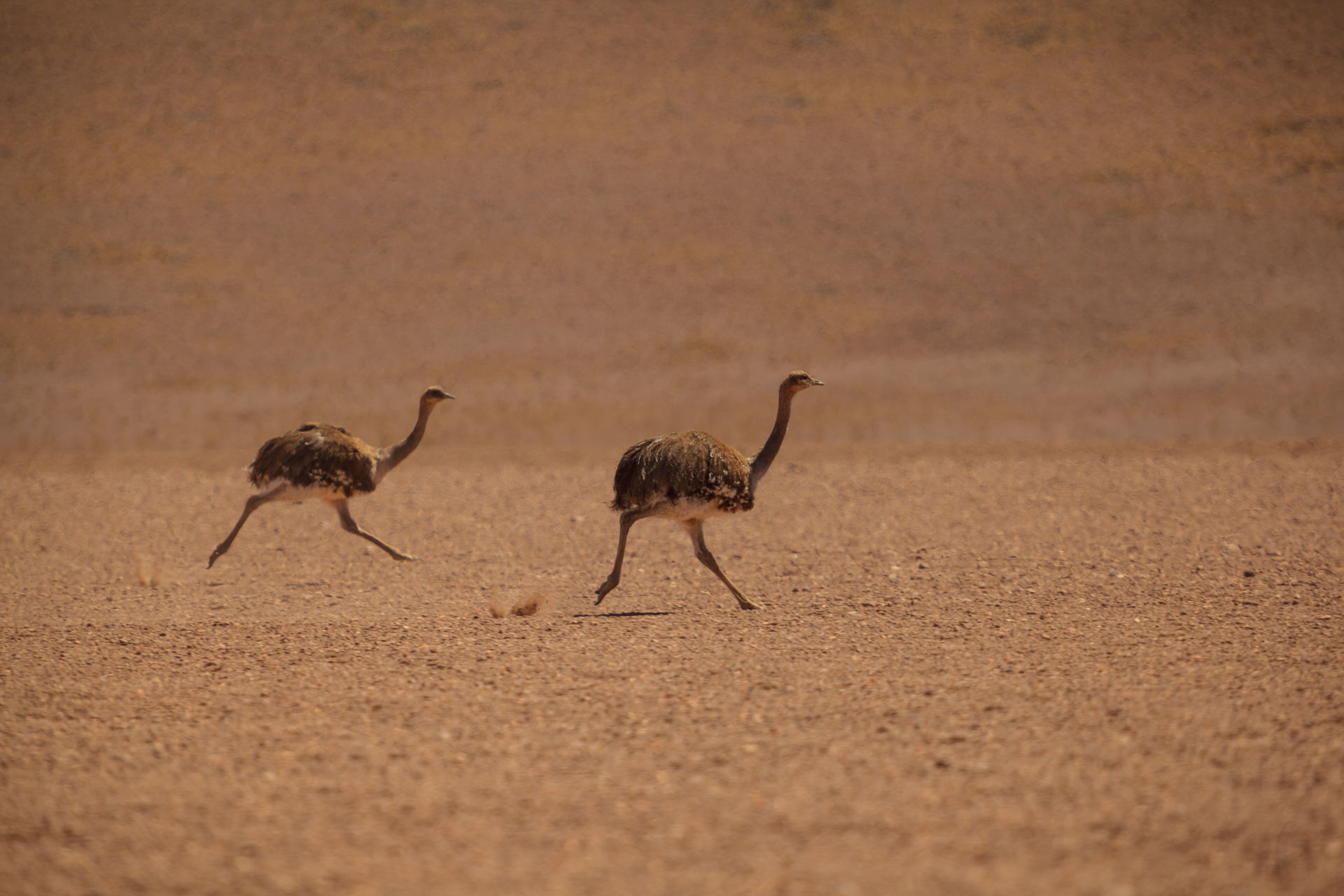 Emas correndo no deserto de Atacama, Chile