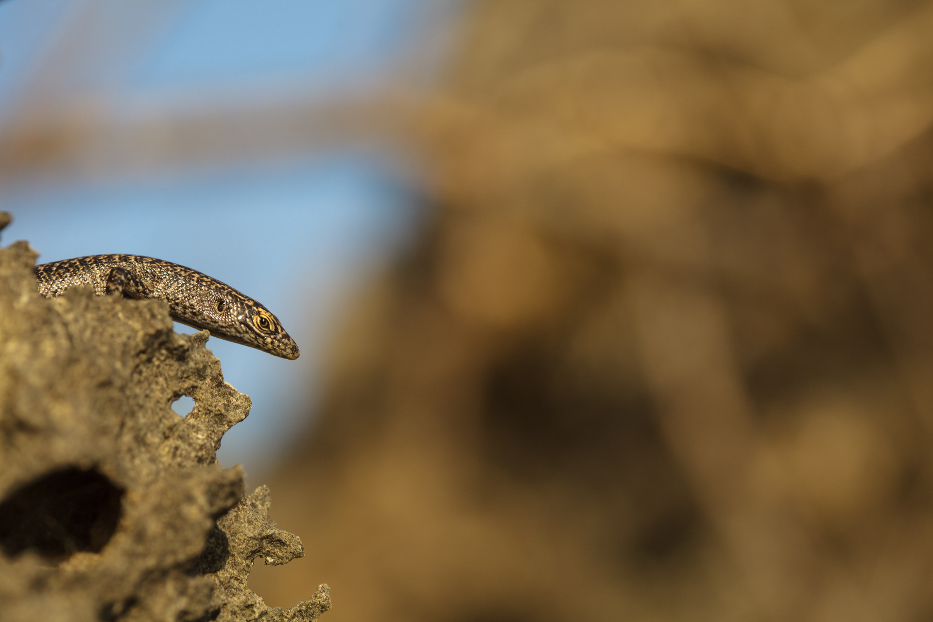 Mabuia, Fernando de Noronha, Brasil