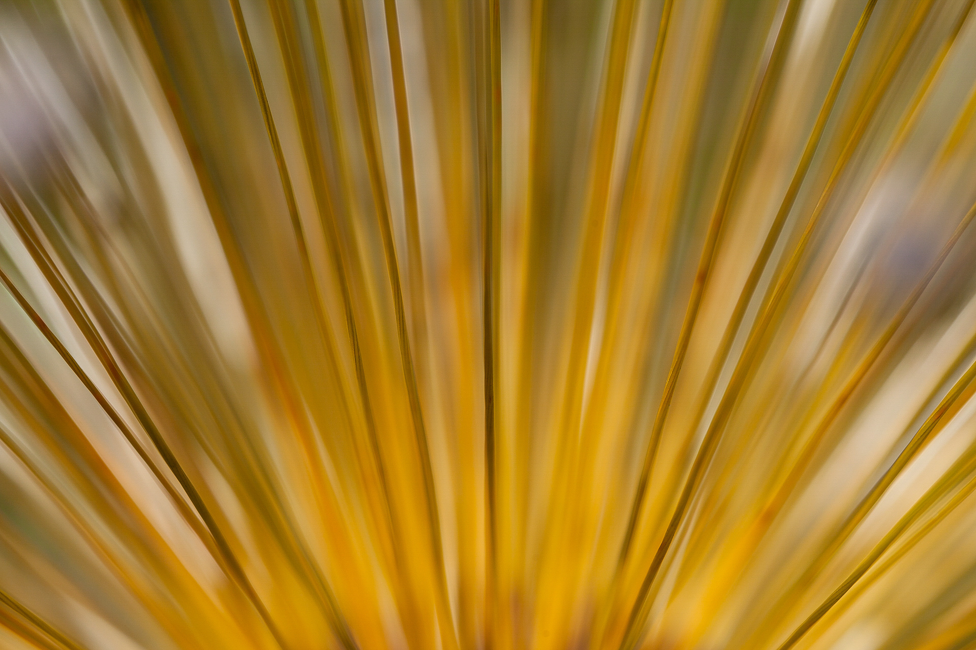 Detalhe macro de um chuveirinho do Cerrado, Goiás, Brasil