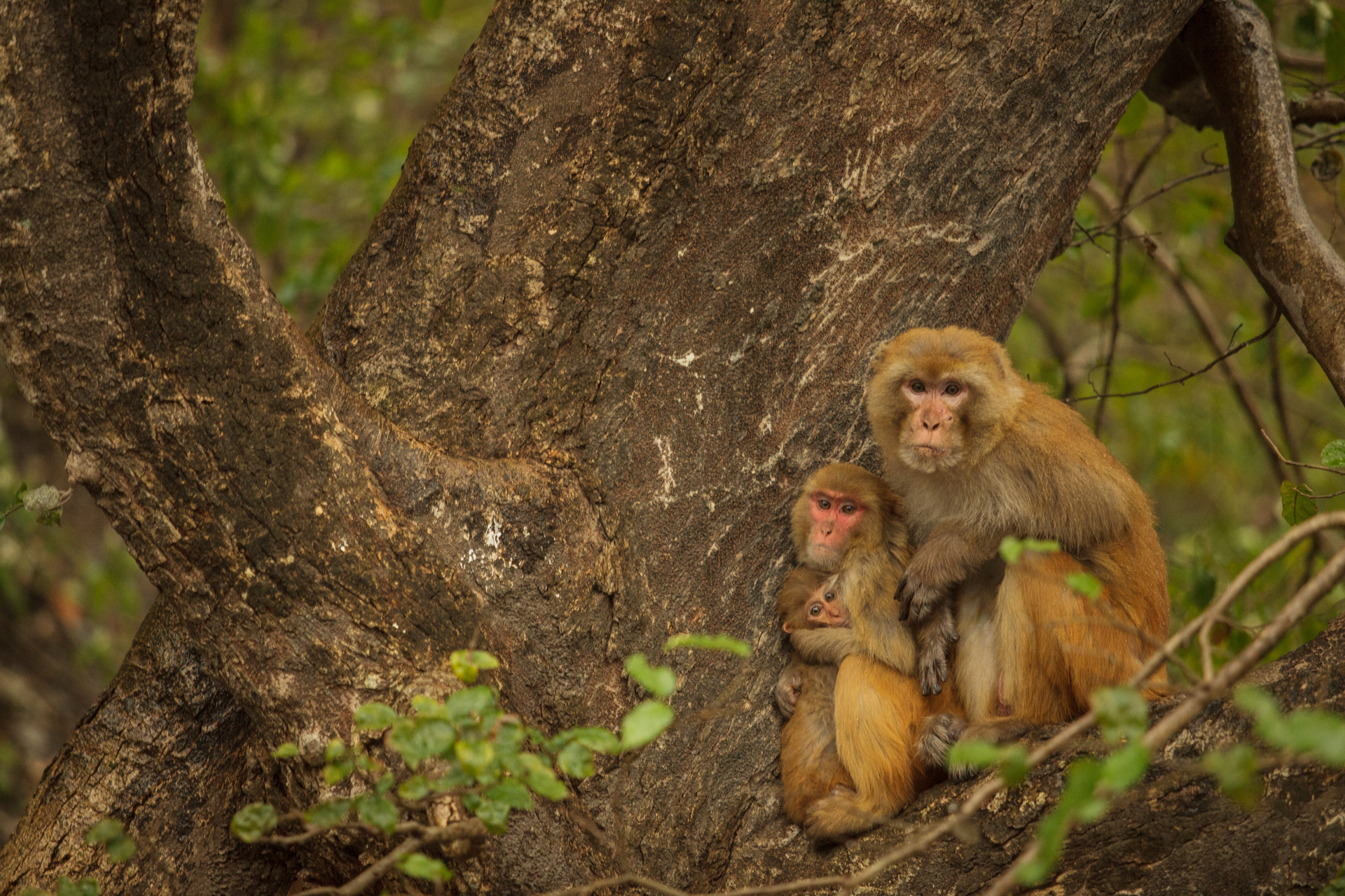 Family monkey, Rishikesh, India