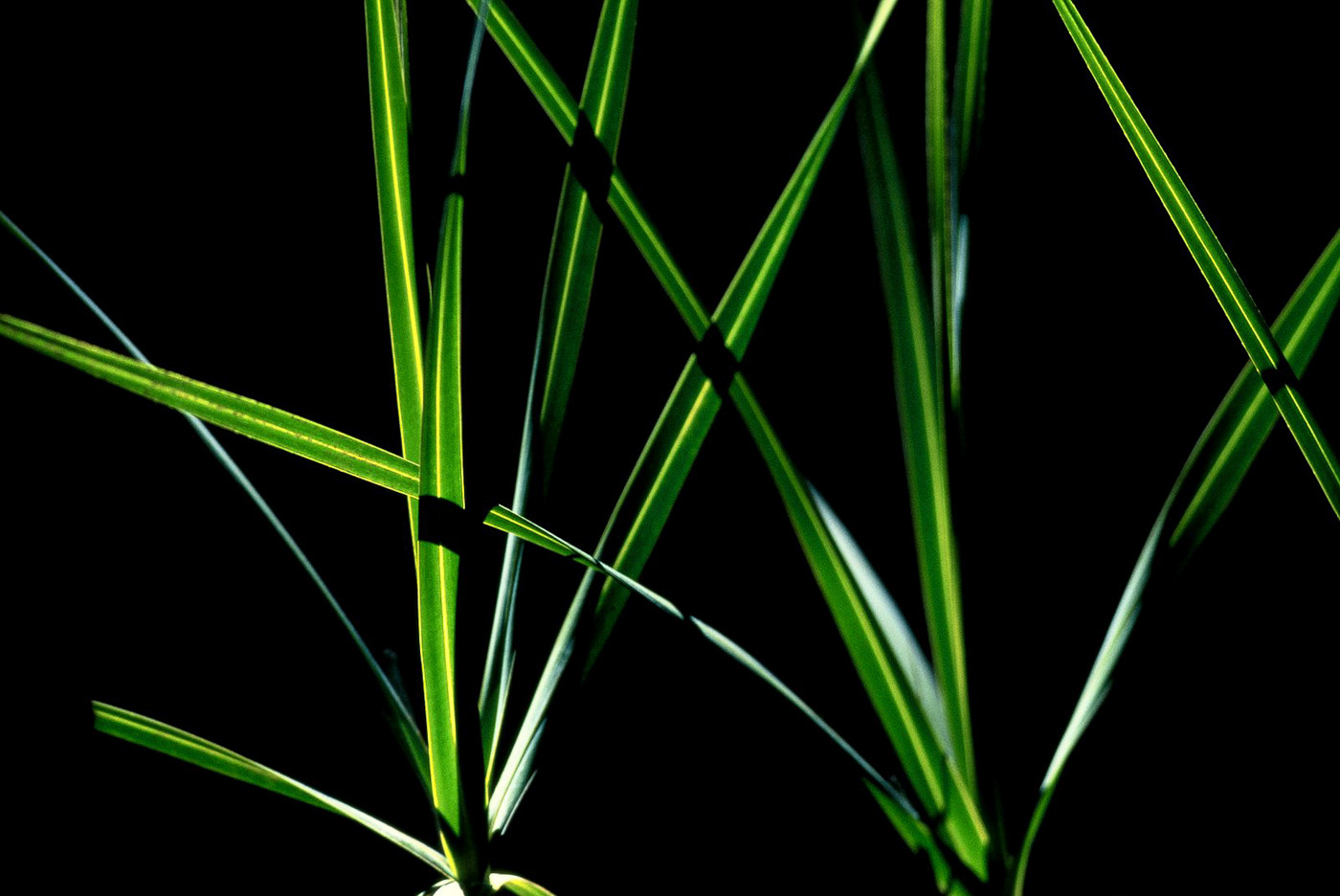 Grafismo da mata, Cavalcante, Brasil