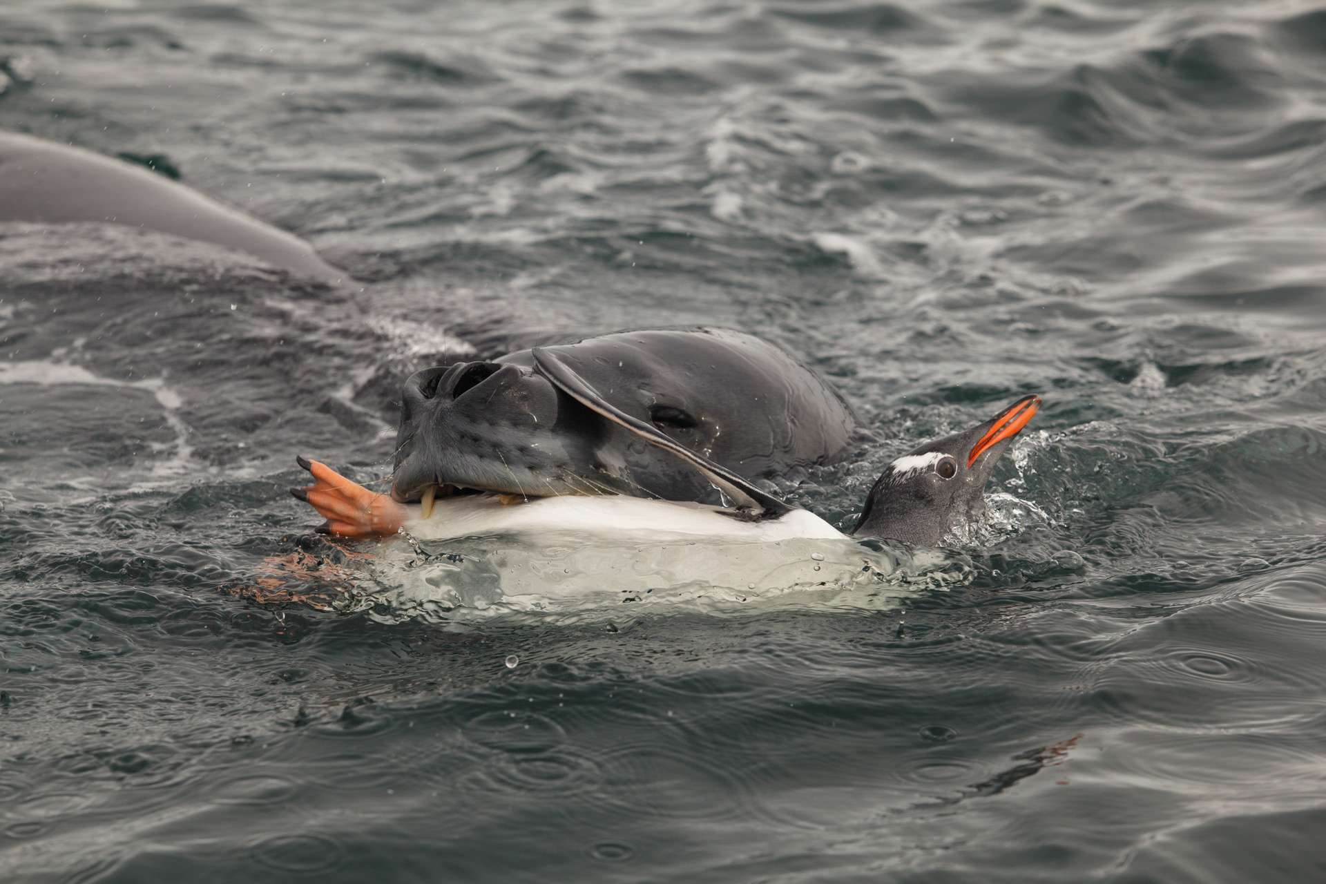 O beijo da morte, a foca-leopardo e o pinguin-papua, Baía Dorian, Antártica
