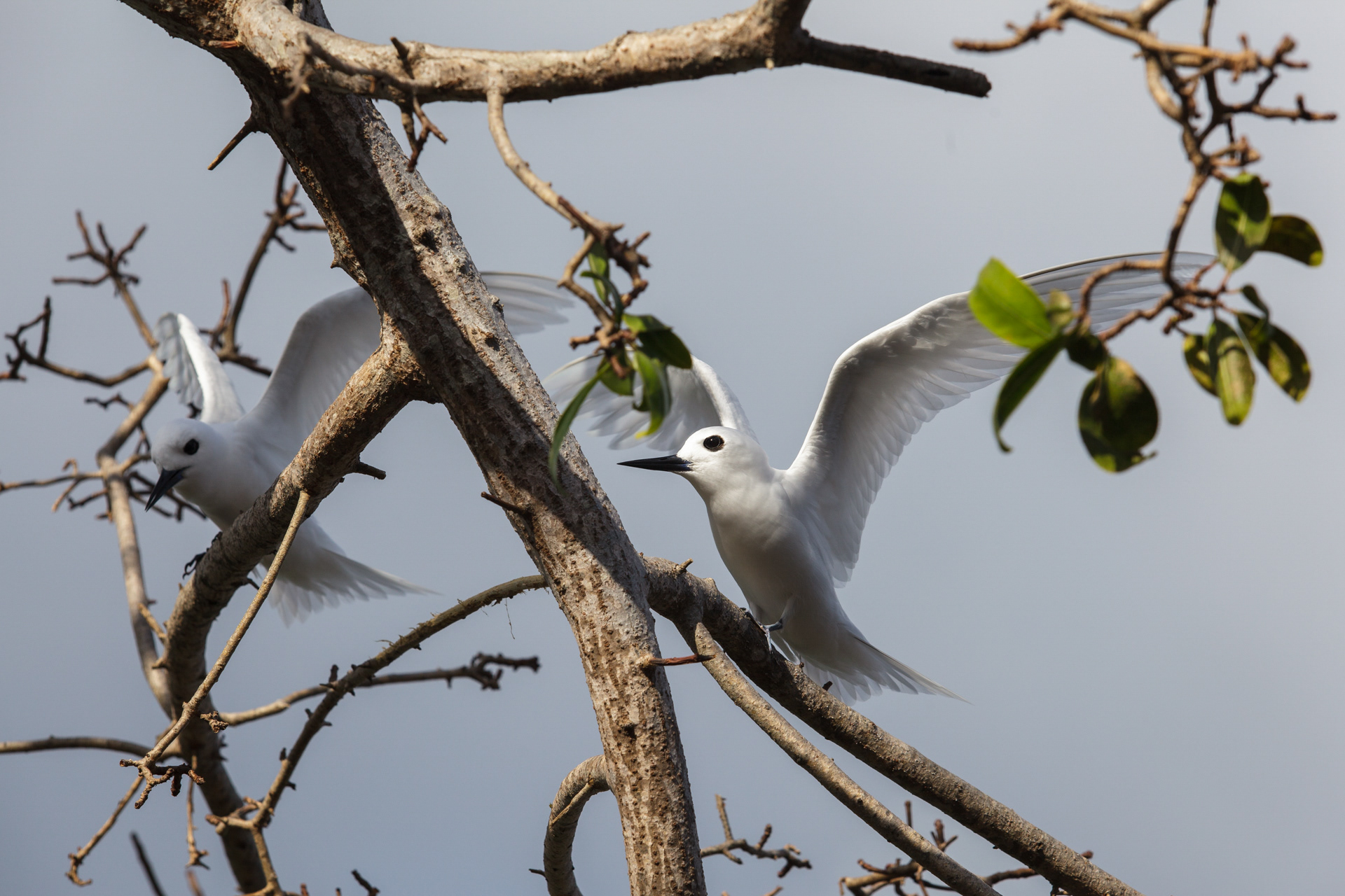Casal de Trinta-réis-branco, Fernando de Noronha, Brasil
