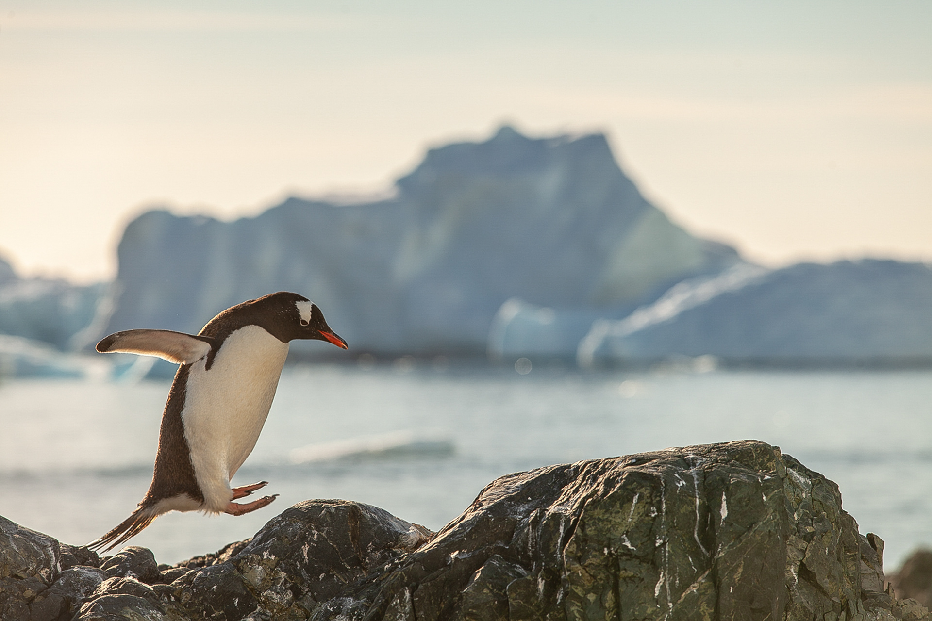 Jump, Curveville island, Antarctica