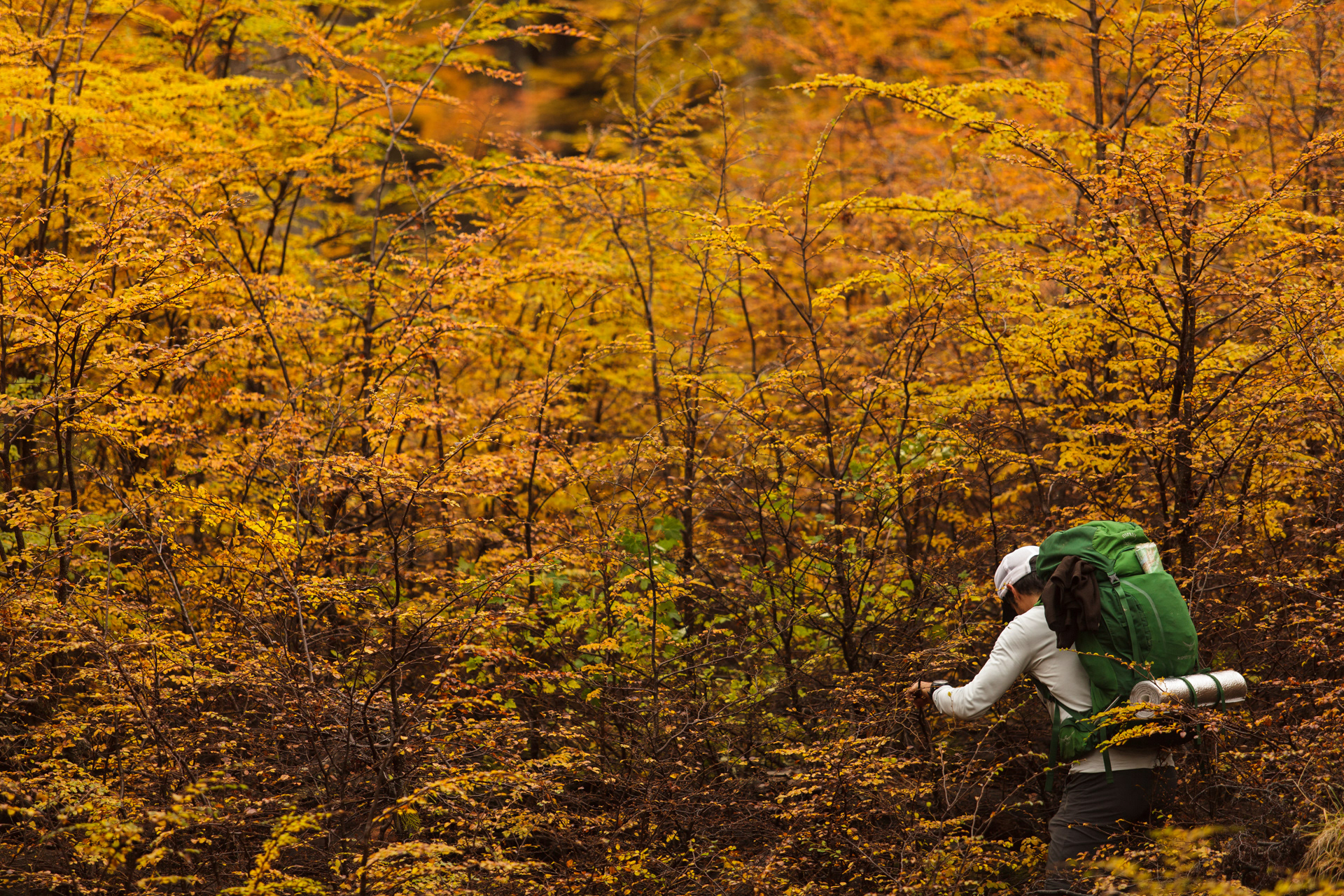 El bosque del caminante, Argentina