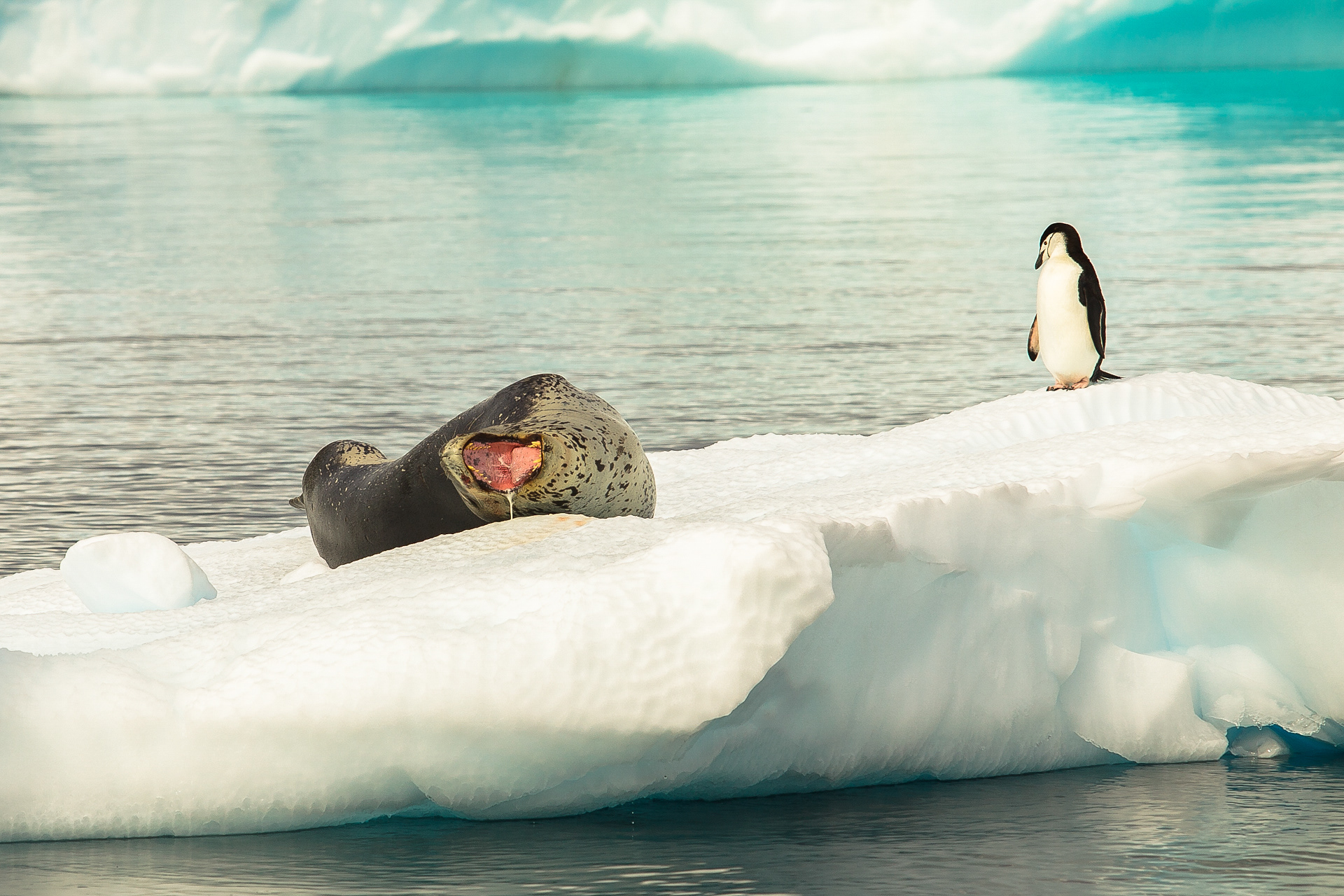 Foca-leopardo e pinguim-de-barbicha, Ilha Booth, Antártica