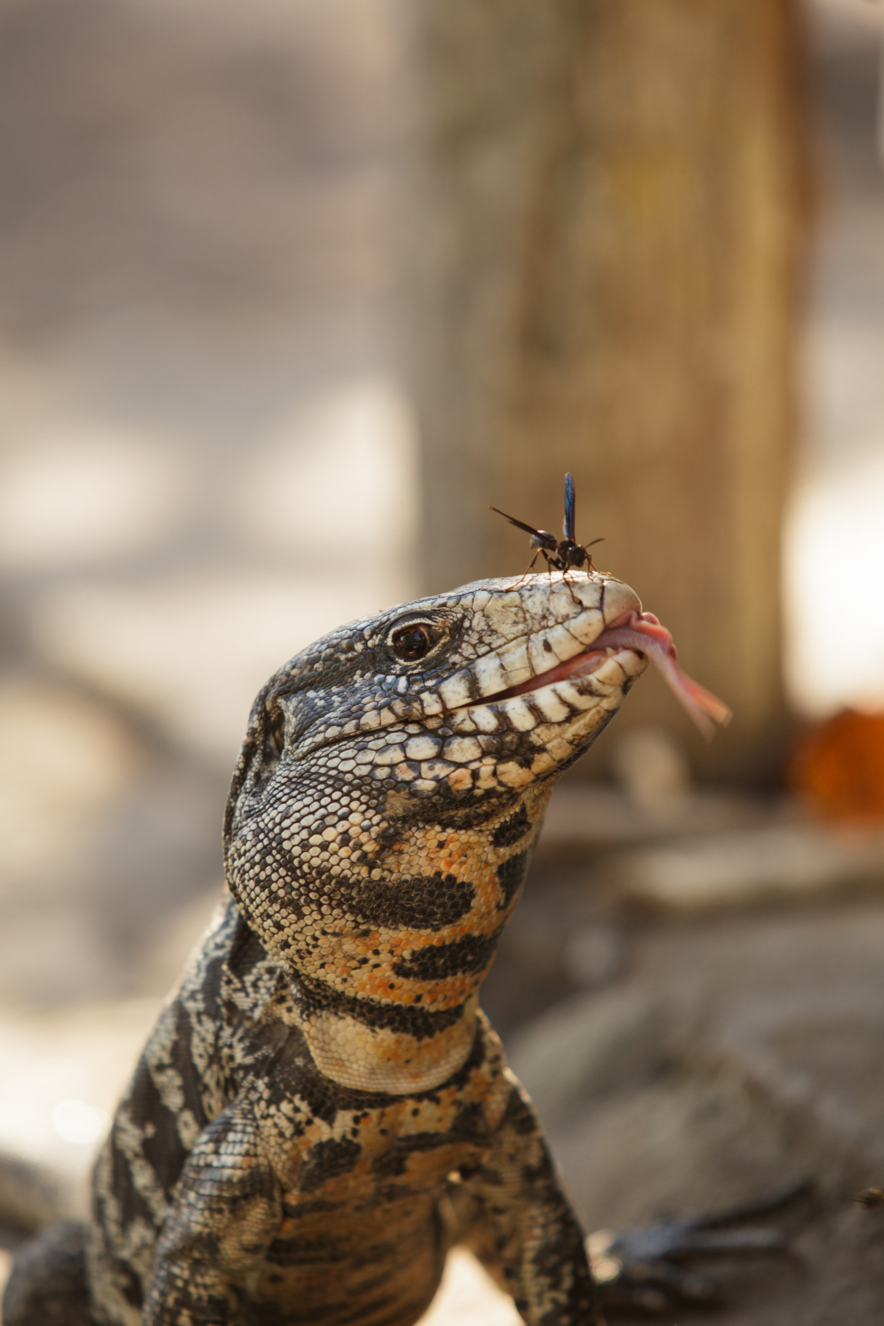 Teiú e Maribondo, Chapada dos Veadeiros, Brasil
