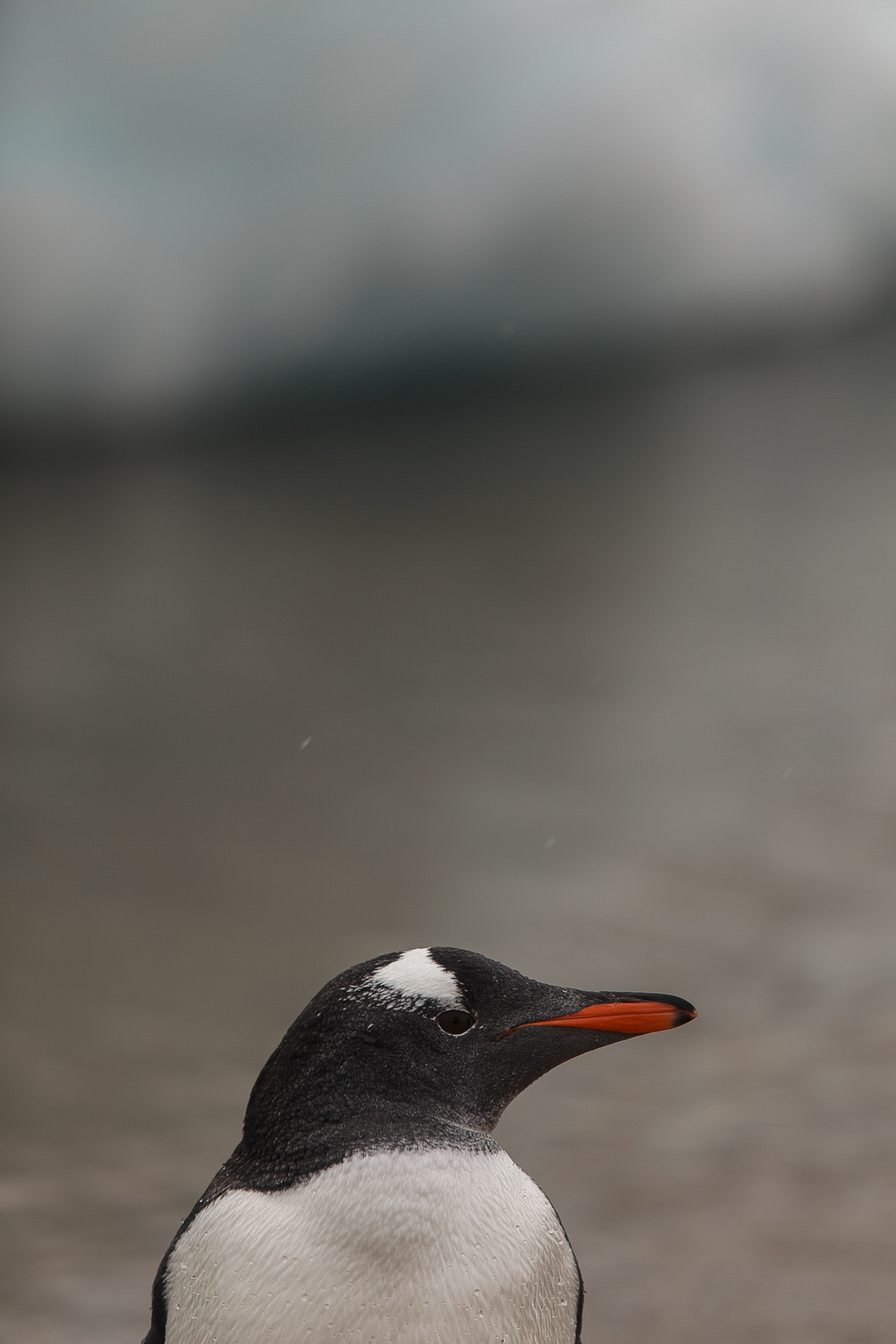 Piguim-papua, Neko Harbour, Antártica
