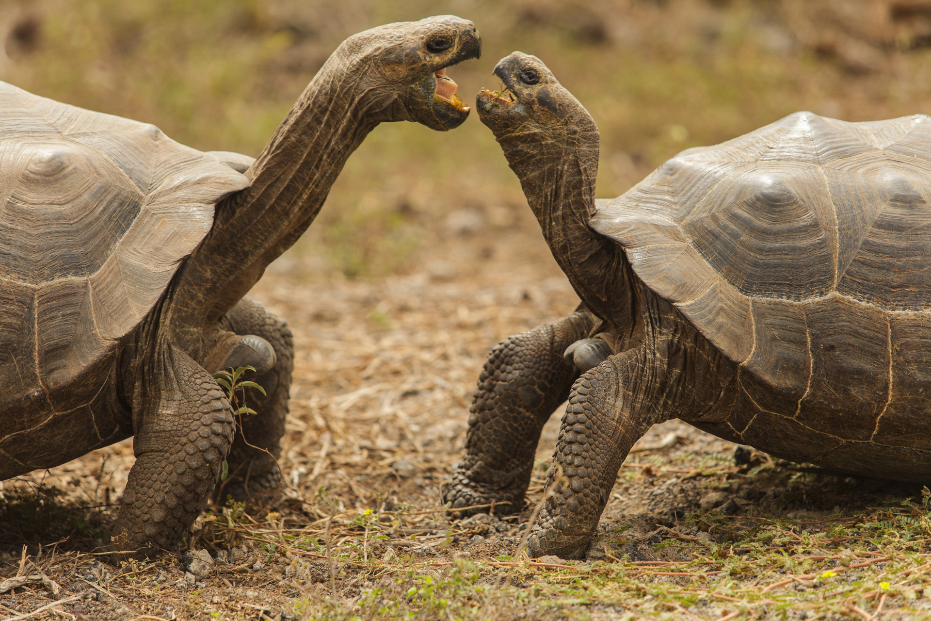 Tartarugas, Ilhas Galápagos, Equador