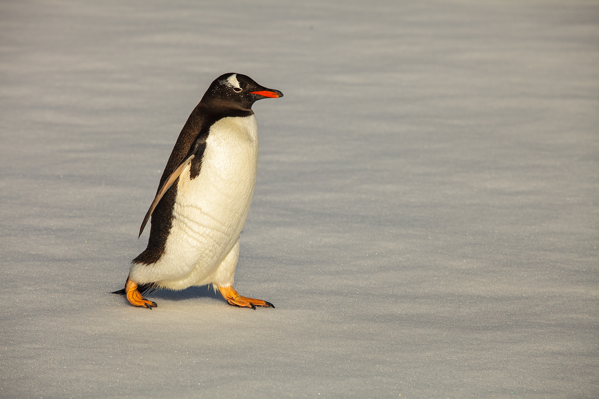 Pinguim-papua, Ilha Plenéau, Antártica