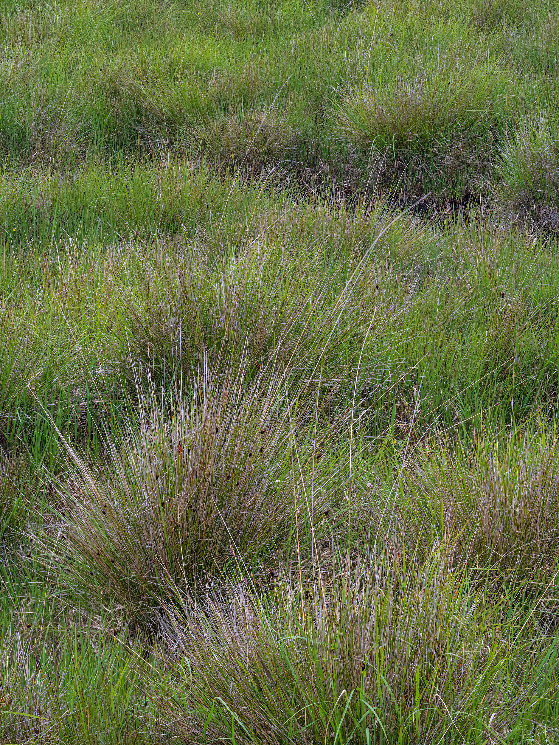 Purple moor grass